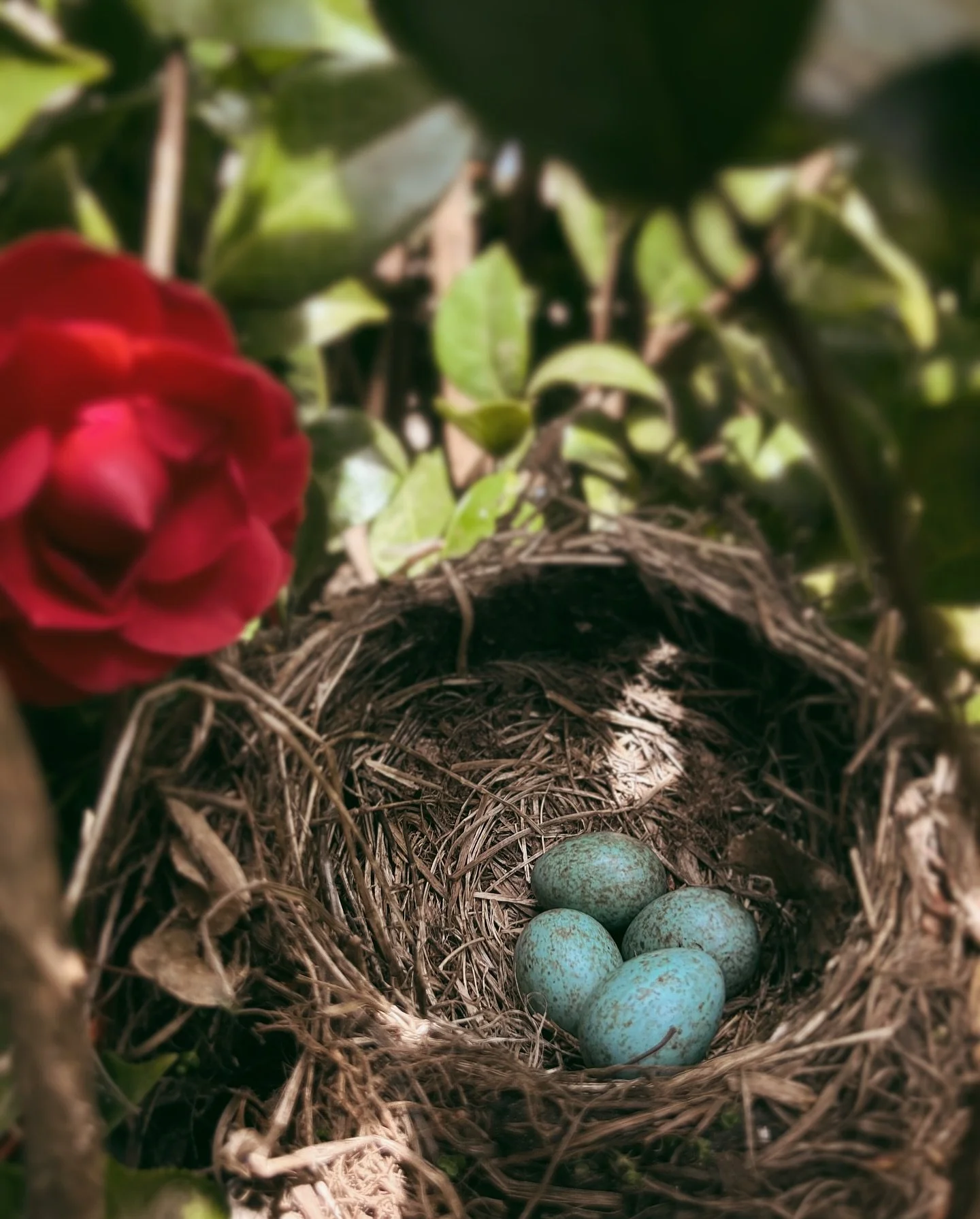 A little nest of blue cradled in the camellia tree - a love letter from spring itself 🌸🪺 

~

#hawthornvillaestate #thestablelofts #tasmania #tasmaniantourism #launceston #hobartandbeyond #tasmaniaplacestostay #discovertasmania #tassiestyle #countr