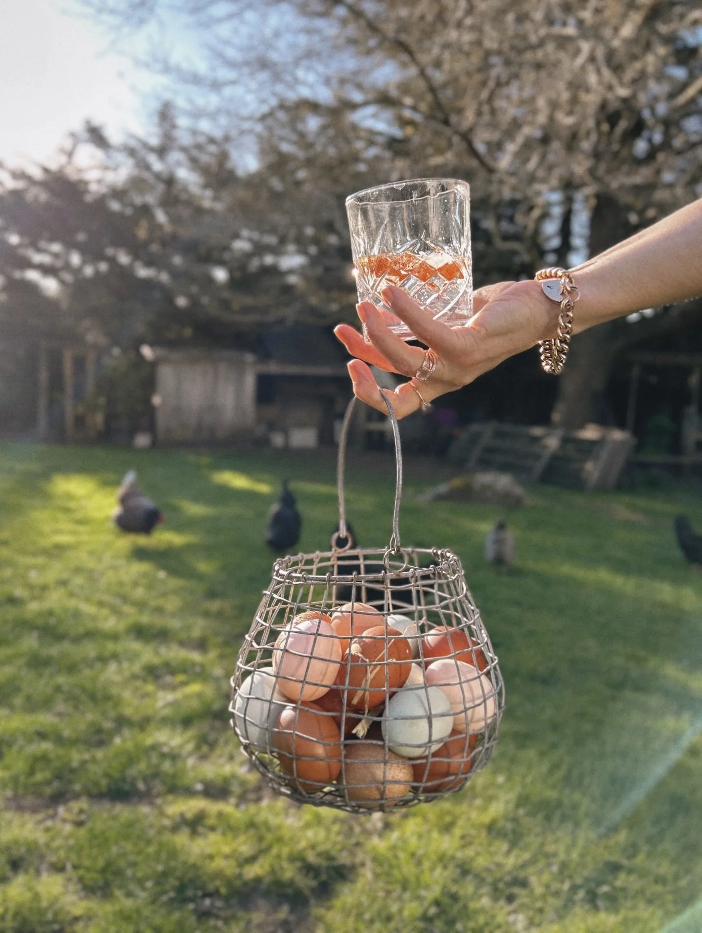 Our ladies are loving the sunshine 🐔💛

~

#backyardchickens #countrylife #easteregger