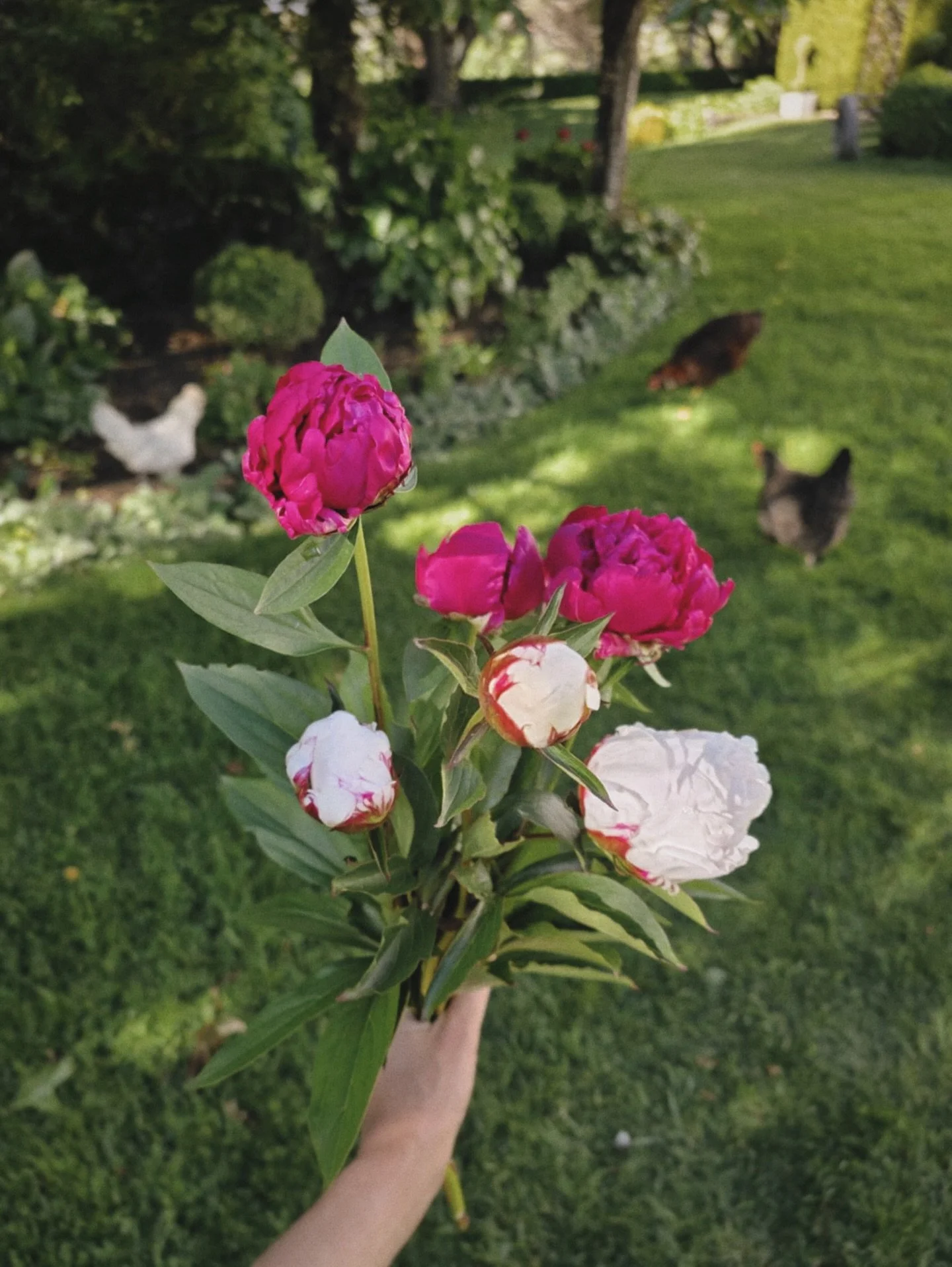 Today&rsquo;s garden gather ✨ Peonies for the lofts, chickens supervising as always 🐓
