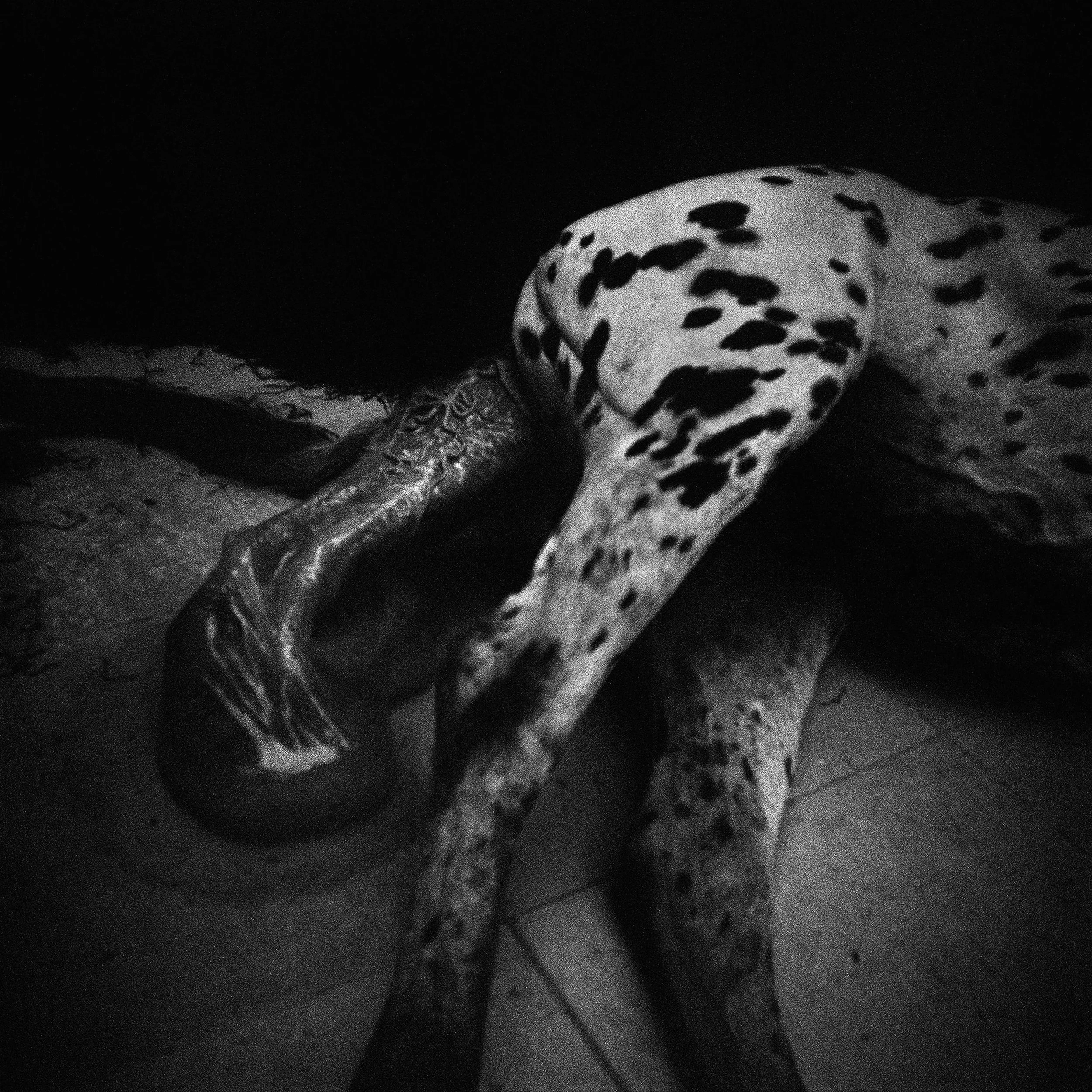 36_Axel Ling_A Case of Eclosion#^SEQN^_©Axel Lin