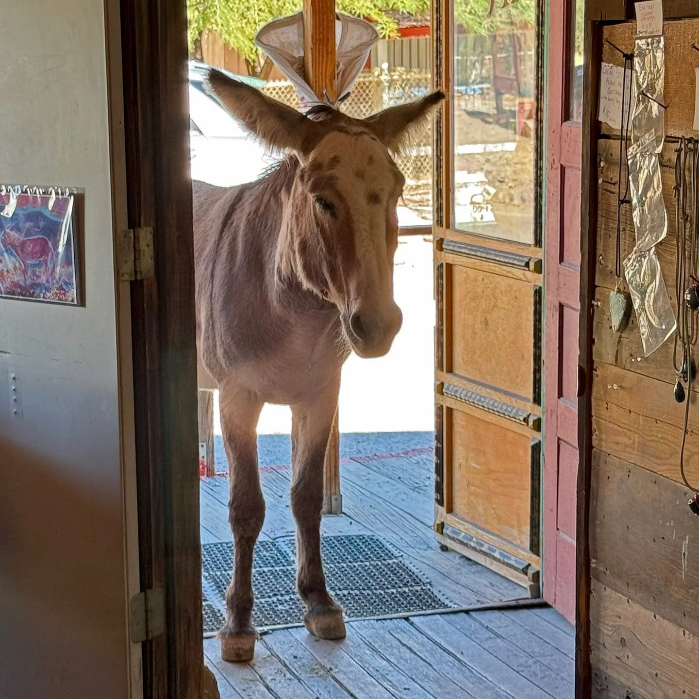 Hello.
.
.
.
.
.
#burro #oatman #arizona #route66 #exploratography #theyreeverywhere #wildwest