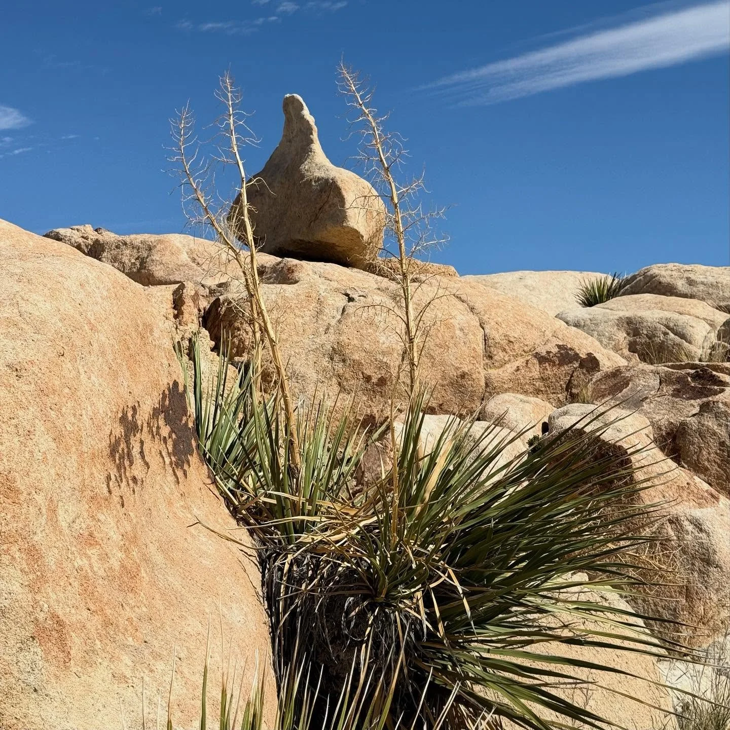 Onion rock.
#jtnp #joshuatreenationalpark #exploratography #rocks