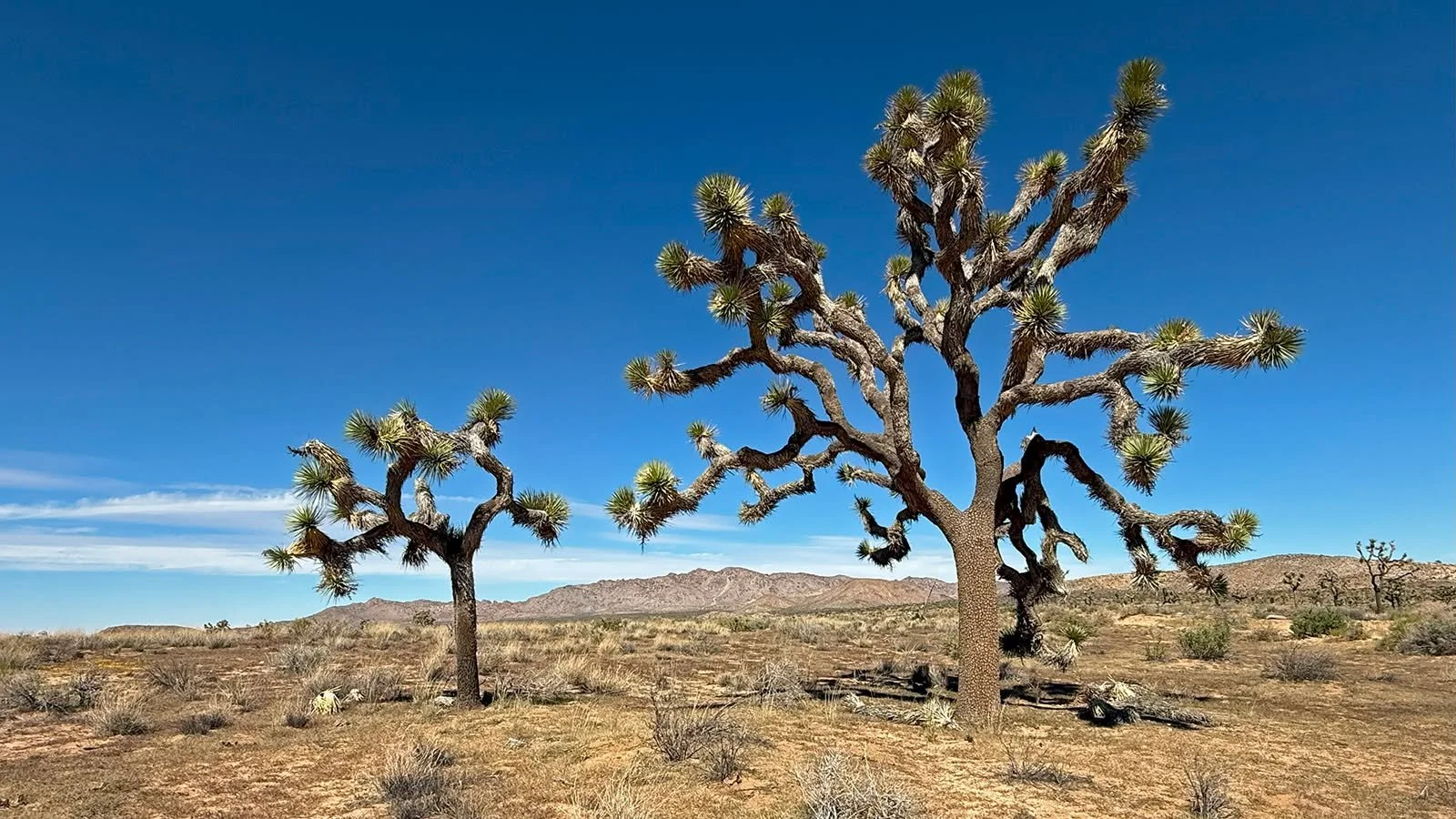 Father and son.
.
.
.
.
.
.
.
#joshuatree #jtnp #joshuatreenationalpark #mojavedesert #geologytourroad #exploratography #metime