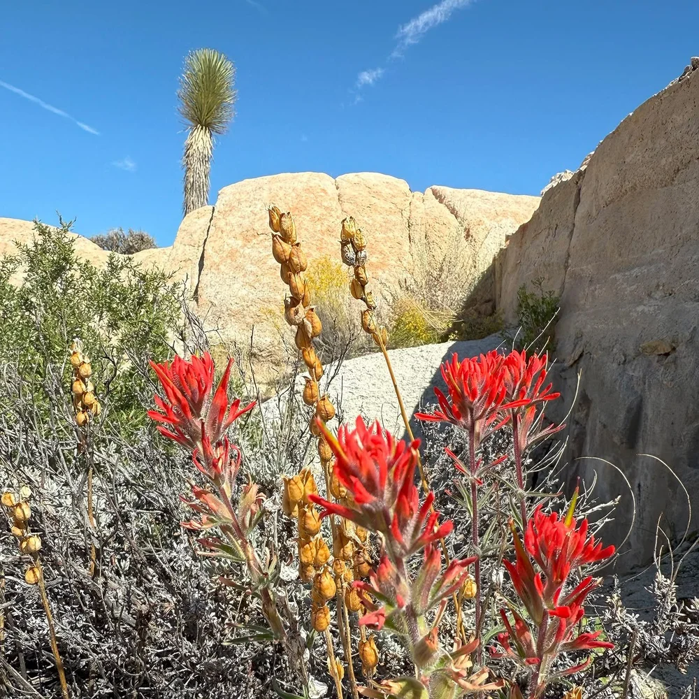 Indian Paintbrush. And Josh.
.
.
.
.
.
.
.
#joshuatreenationalpark #exploratography #jtnp #wildflowers #indianspring #dayhike #mojave
