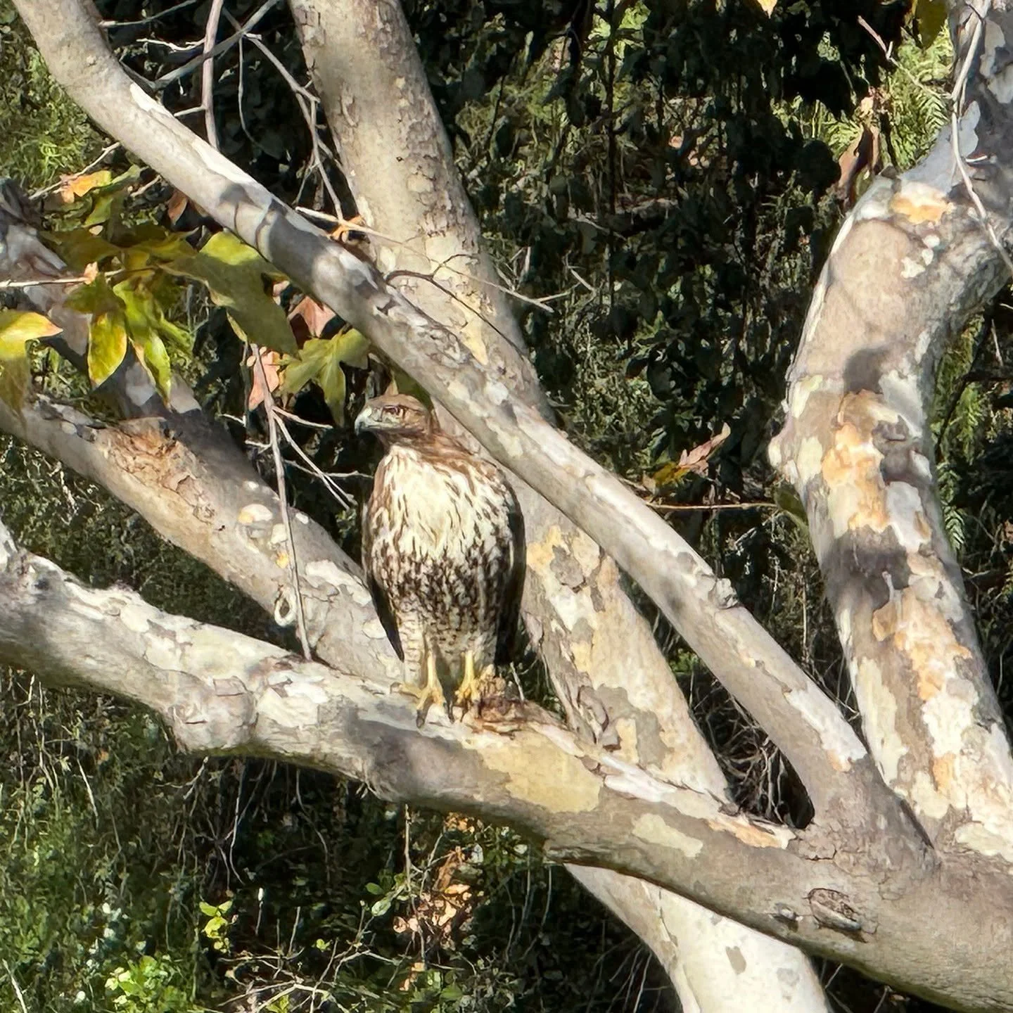 Some of the wildlife spotted this morning on a bike ride in Yorba Regional Park.
.
.
.
.
.
.
.
#birdsofprey #yorbaregionalpark #exploratography #california #park #orangecountyparks #anaheim #wildlife #iphone16pro #iphonephotography #urtopiacarbonfold