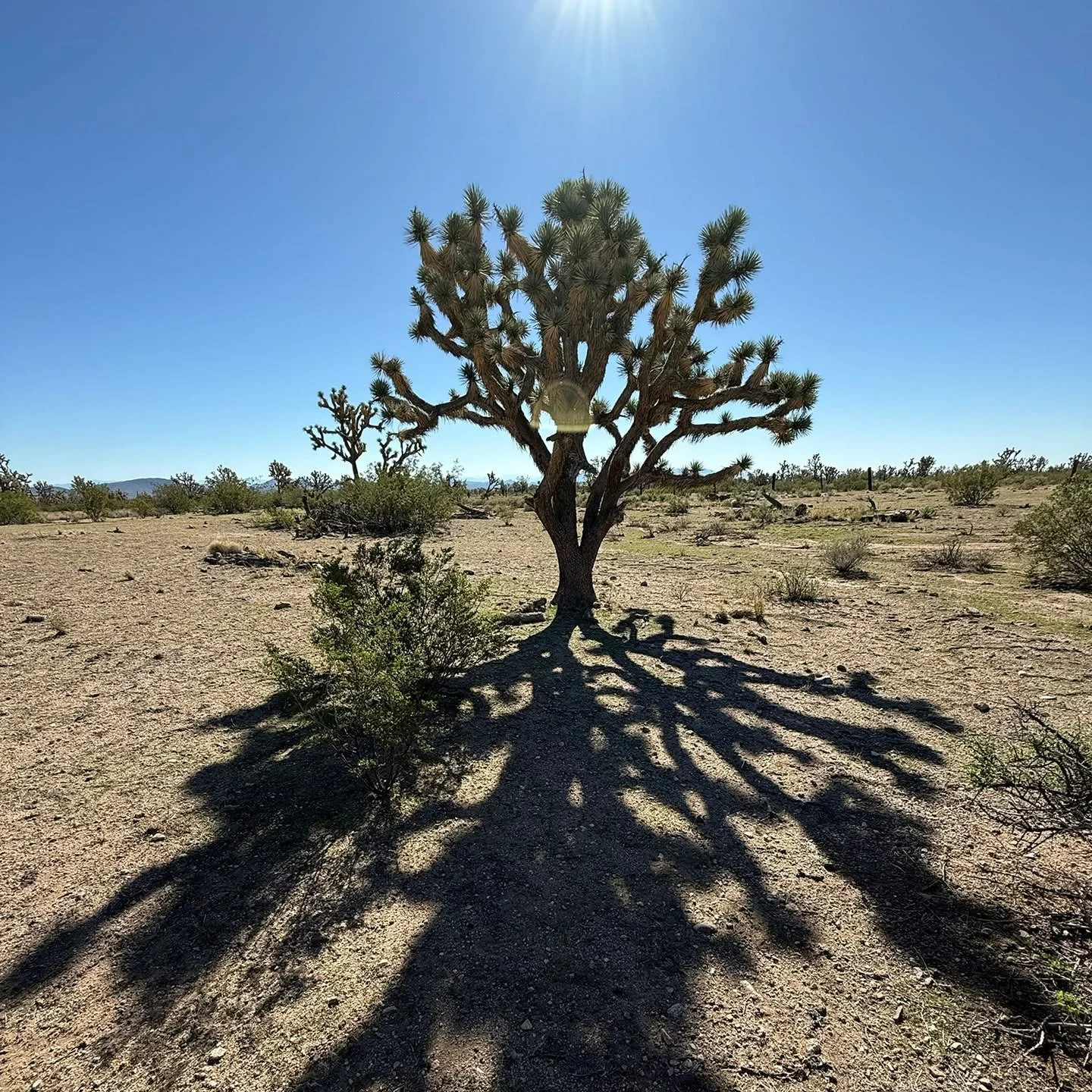 Wee Thump Wilderness, centuries-old Joshua trees, cool cacti and traces of early ranching routes once used by settlers and some cattle stuff. The Mojave Desert is a living history.
.
.
.
.
.
..
#weethumpwilderness #nevada #desertranching #mojavedeser