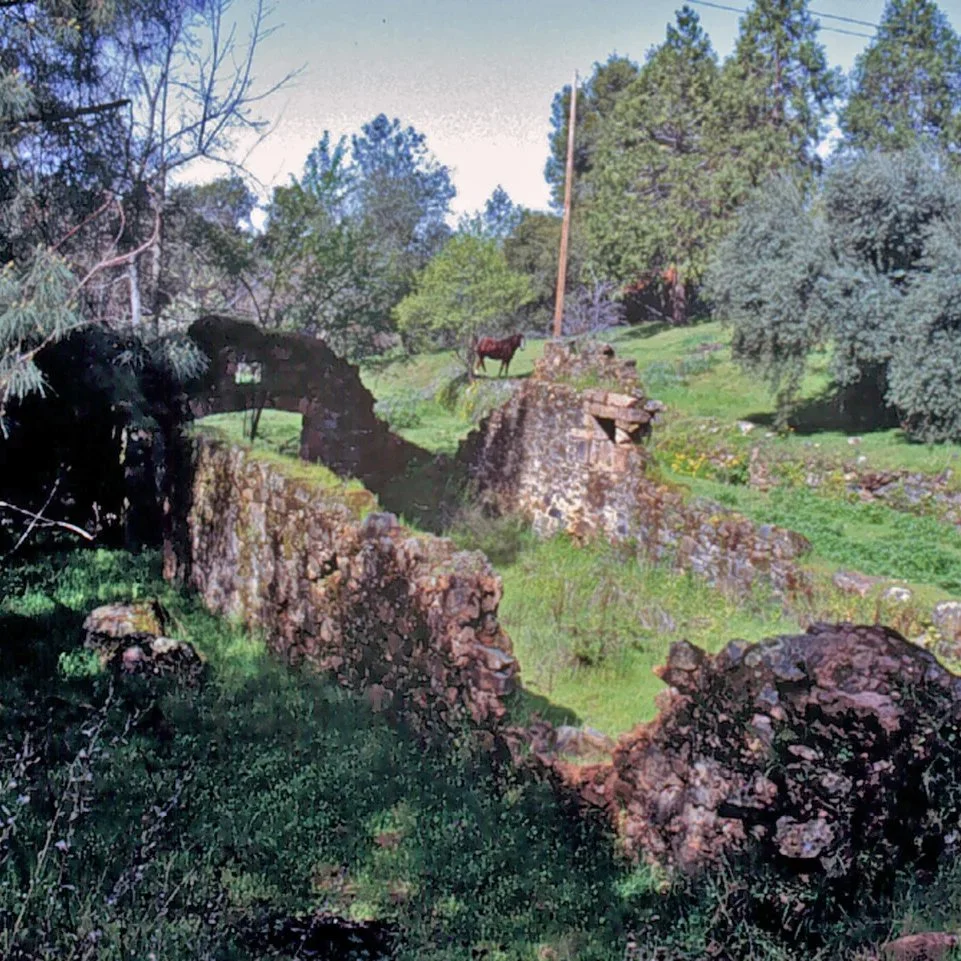 Horse.
.
.
.
.
.
.
#mokelumnehill #hwy49 #goldrush #california #exploratography #breweryruins #goldmining #motherlode #stoneruins