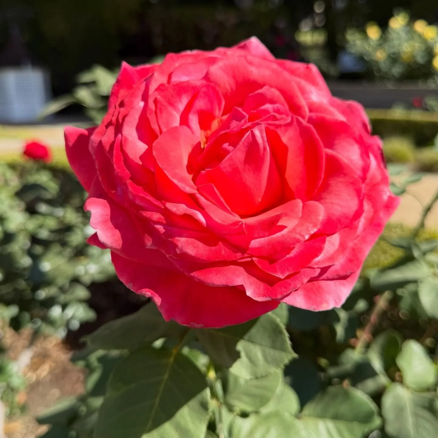 Some roses from the Nixon presidential library grounds.
