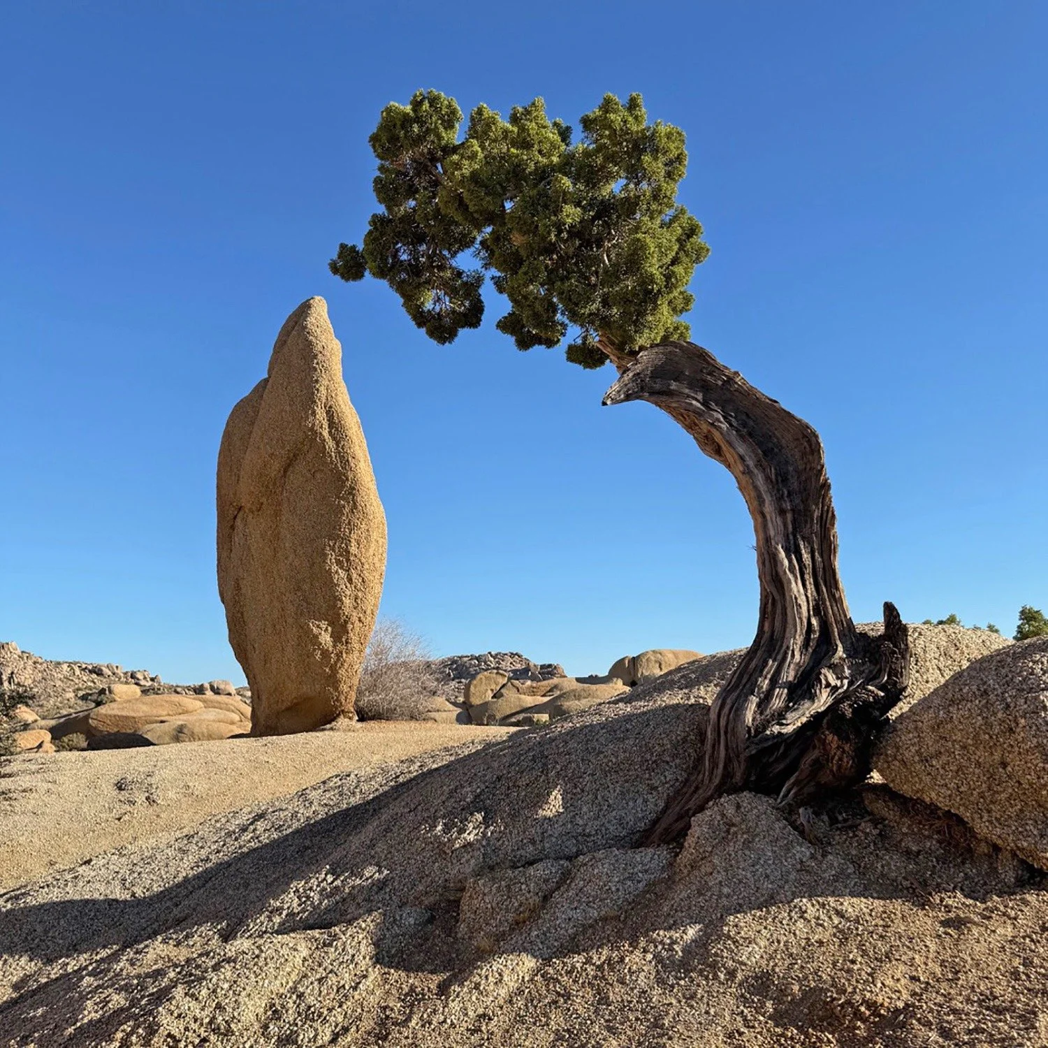 Felt like climbing some rocks last sunday, so drove out to Jumbo Rocks and just wandered around for a while in the afternoon. Here are a couple things i saw.
.
.
.
.
.
.
#jumborocks #jtnp #joshuatreenationalpark #rockscrambling #barefoot