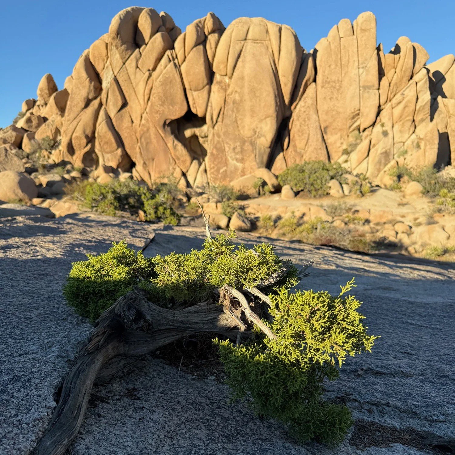 A few more from Jumbo Rocks campground last Sunday afternoon.
.
.
.
.
.
#jtnp #joshuatreenationalpark #jumborocks #rockscrambling #barefootclimbing #SundayAftenoon