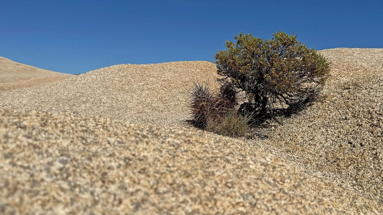 Overcoming Adversity to thrive.
.
.
.
.
.
#joshuatreenationalpark #jtnp #whitetank #heartrock