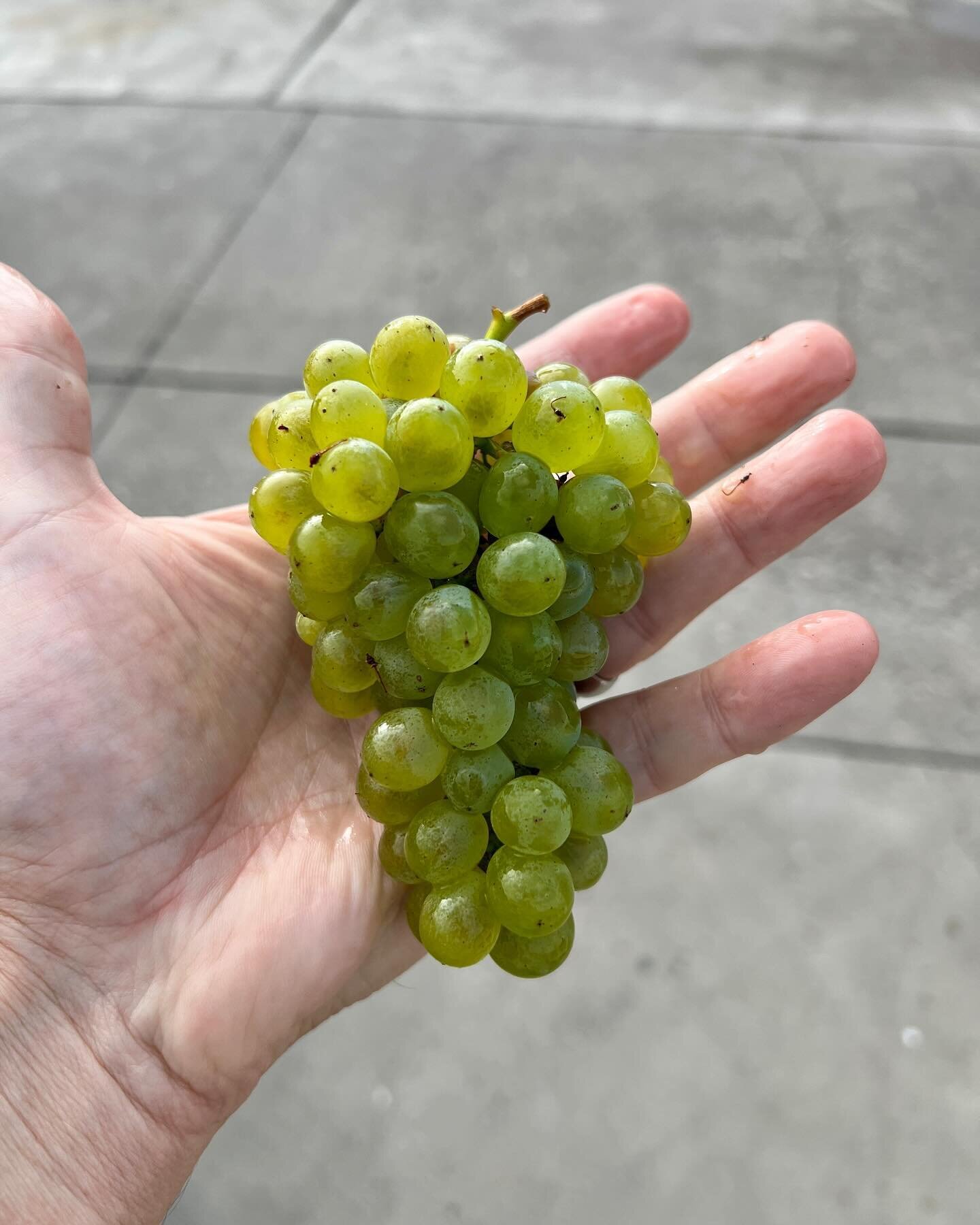 It took a while&hellip;welcome harvest 2023. Our first pick of the year hails from Paragon Block 185, Sauvignon Blanc - Loire Clone 530. Game on!

#cadrewines #ednavalley #slocoast #slocoastwine #coolclimate #sauvignonblanc #albarino #grunervetliner 