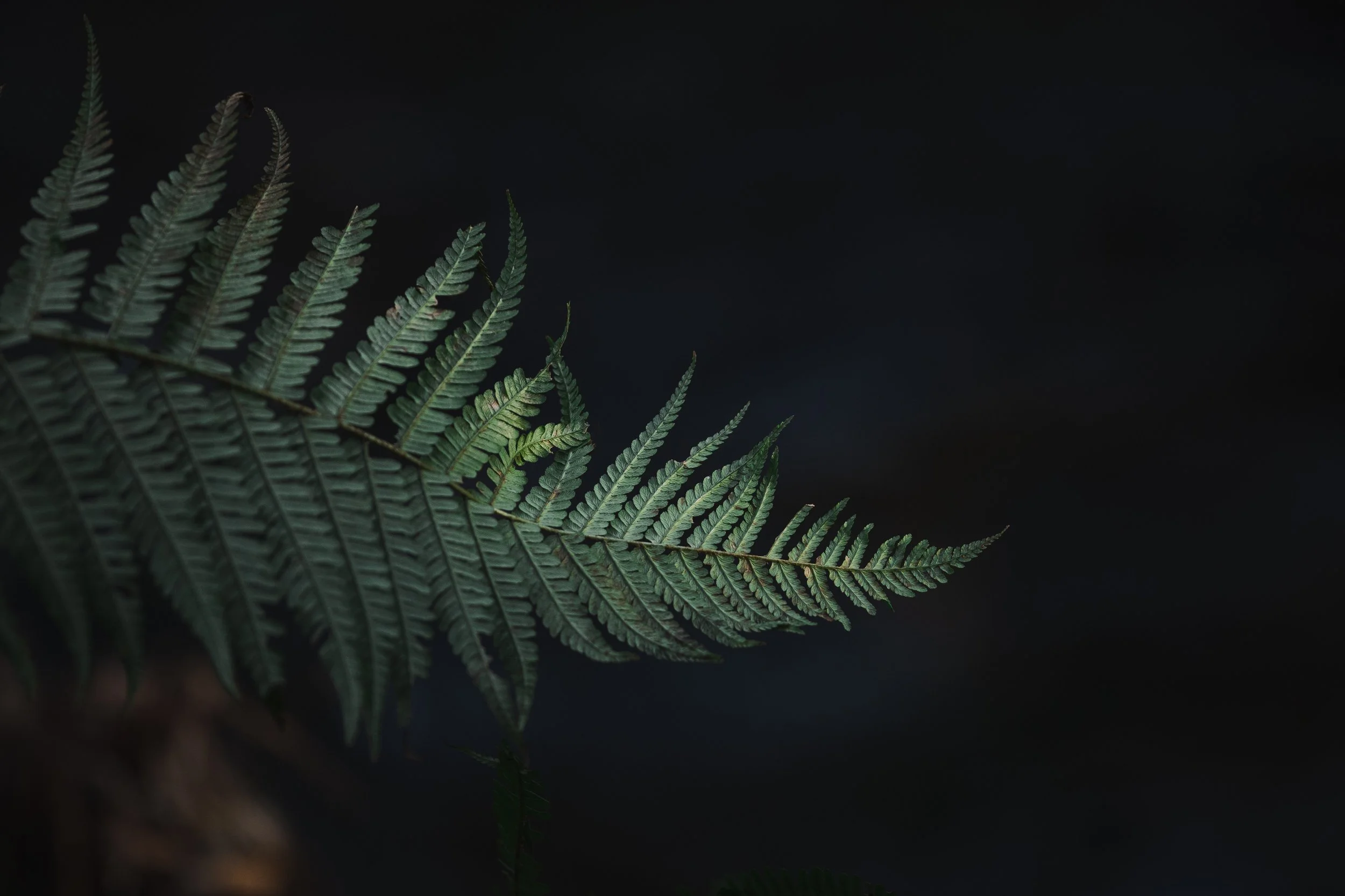 NATURE / WILDLIFE