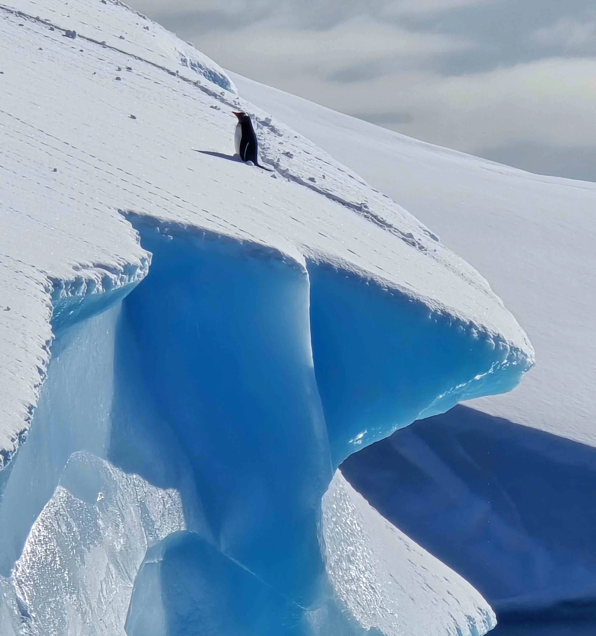 Lone Adelie Penguin, Antarctica