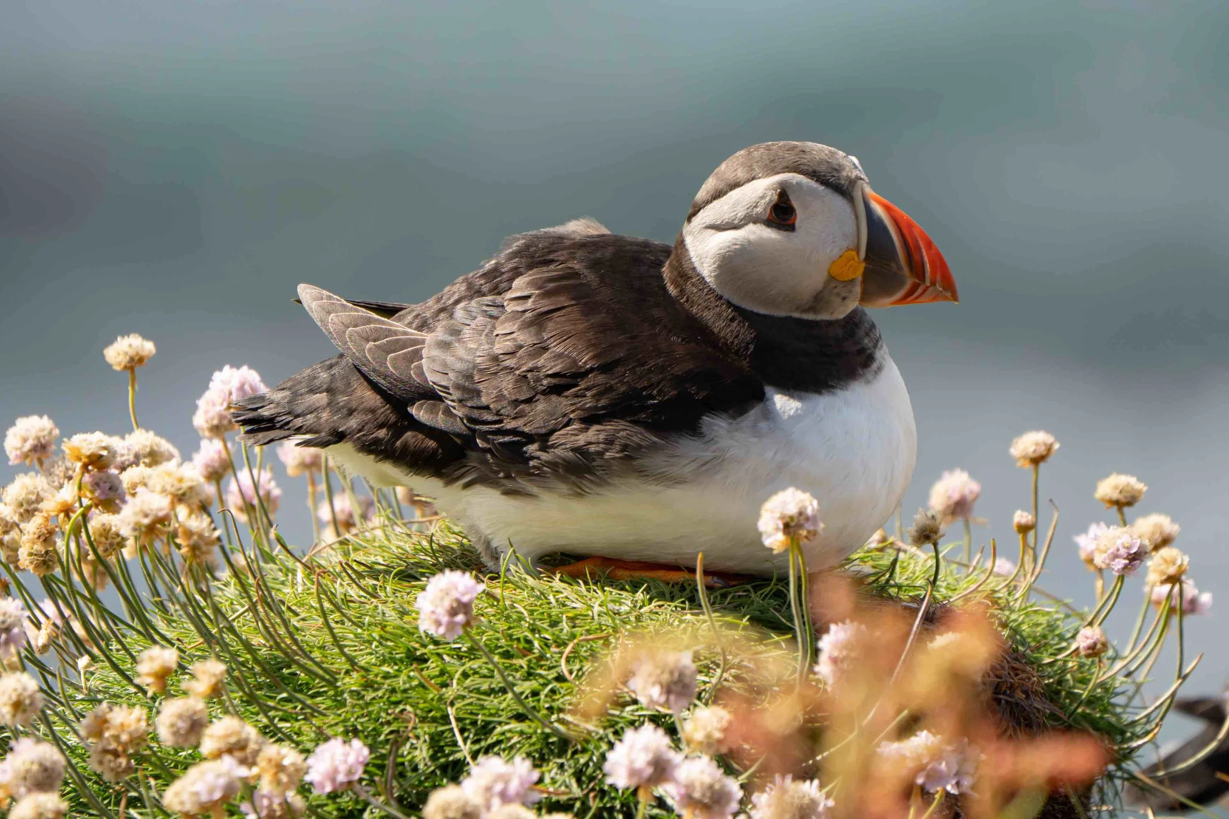 Puffin, Lunga, Scotland