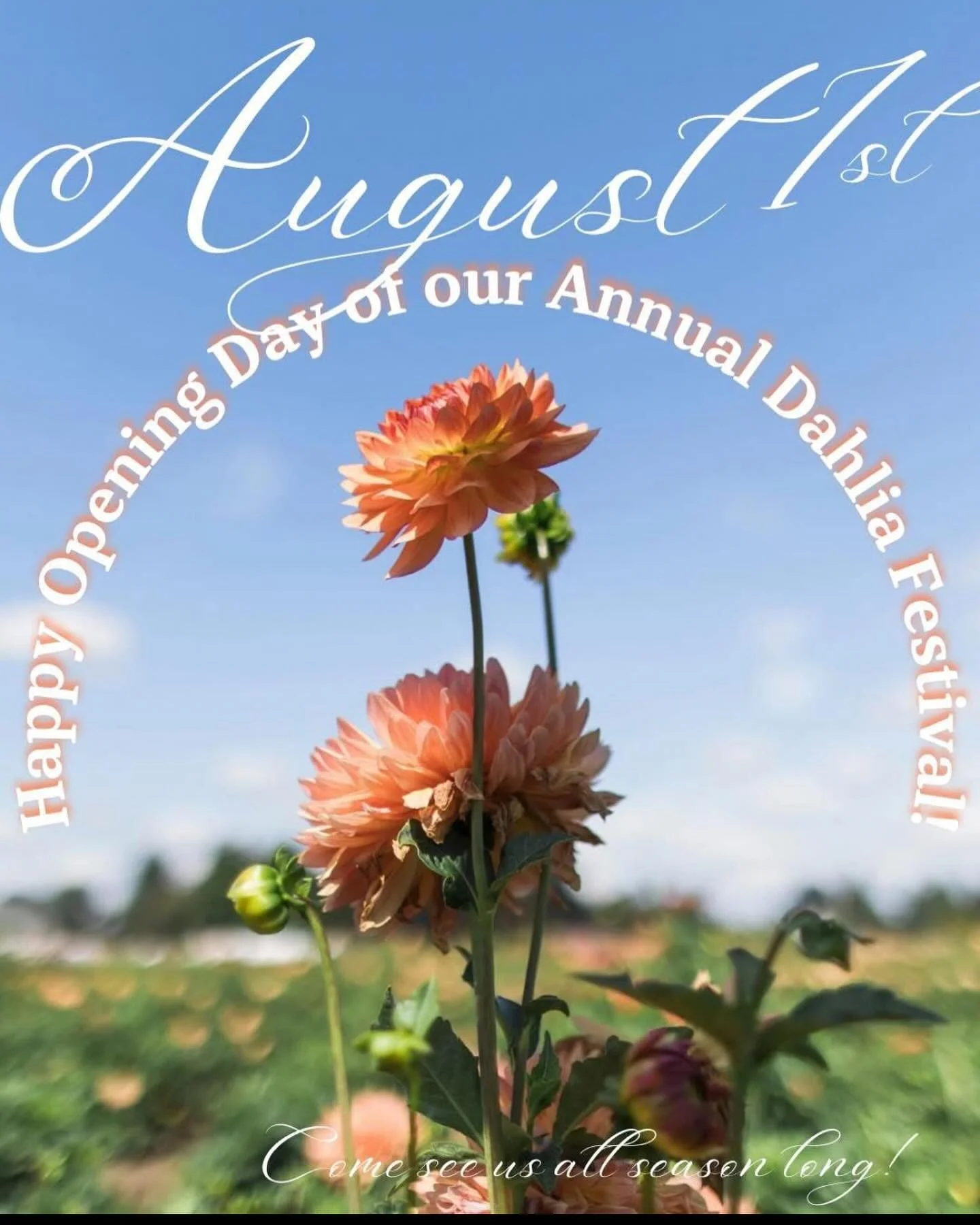 It is @swanislanddahlias opening weekend! If you haven&rsquo;t checked them out in a while, or ever, now is the time! They have an amazing farm and shop, and overall a great place to spend the morning or afternoon. Swing by B&rsquo;s for breakfast an