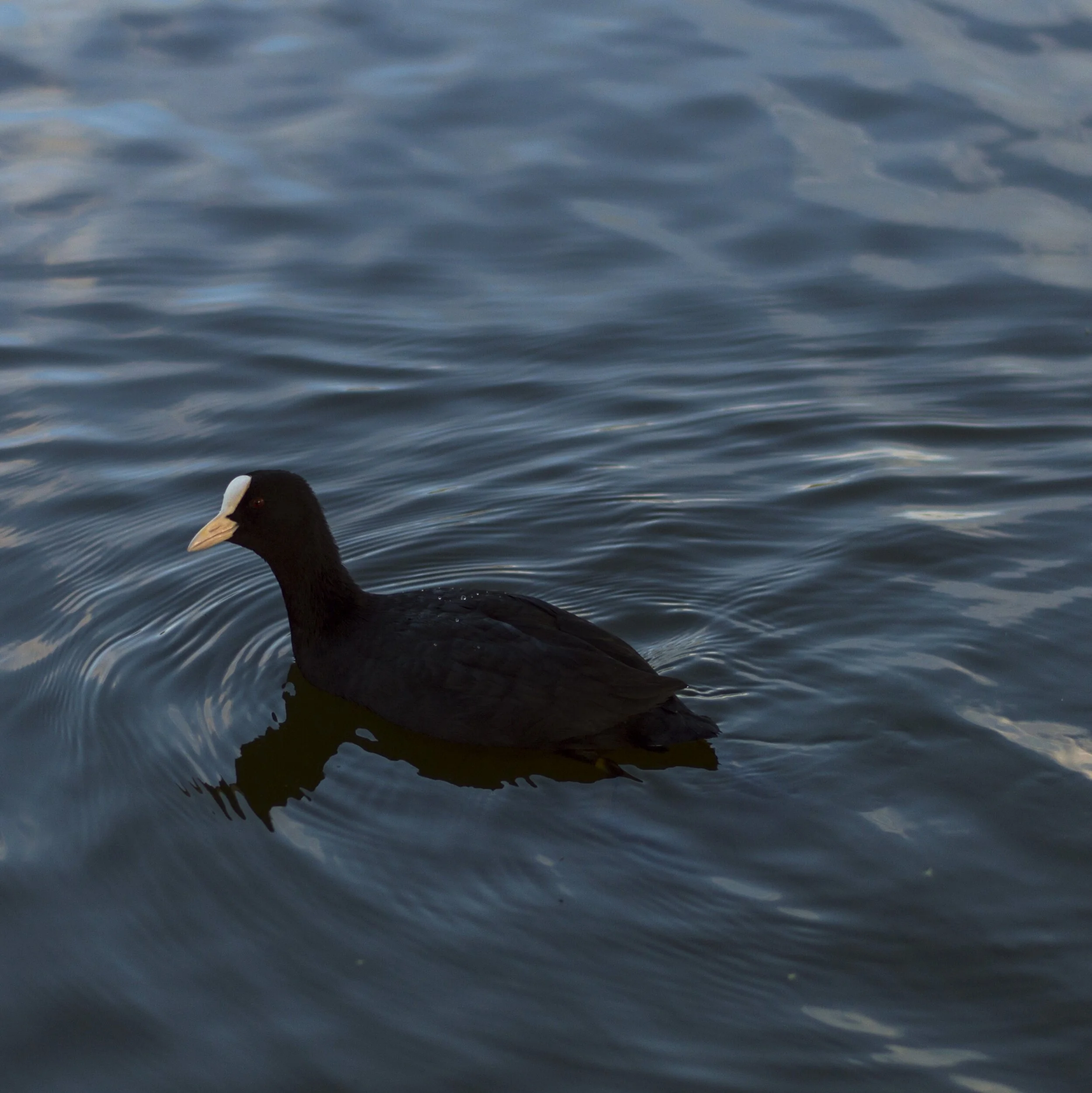 processed_Water Hen.jpg