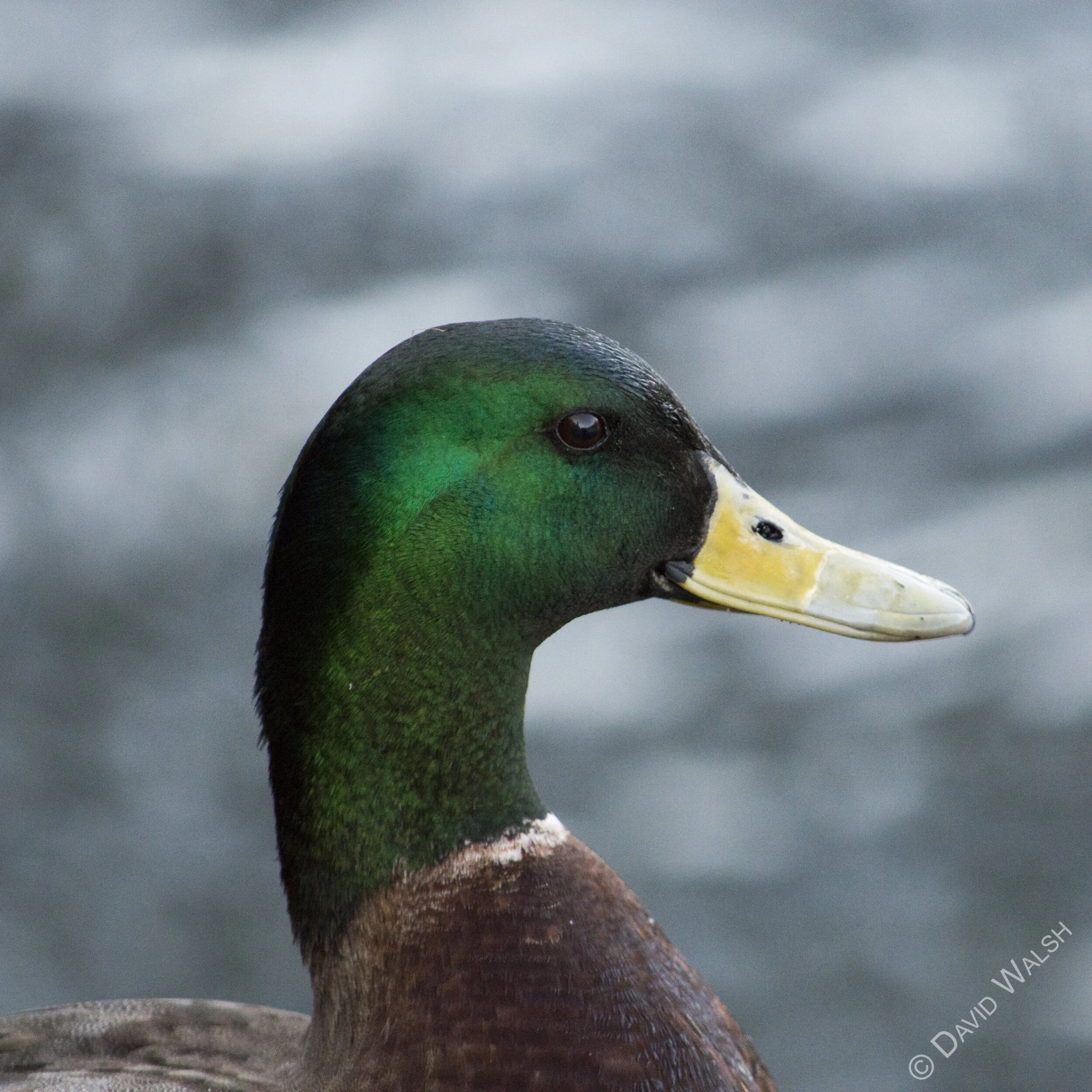 processed_Duck WM Insta.jpg