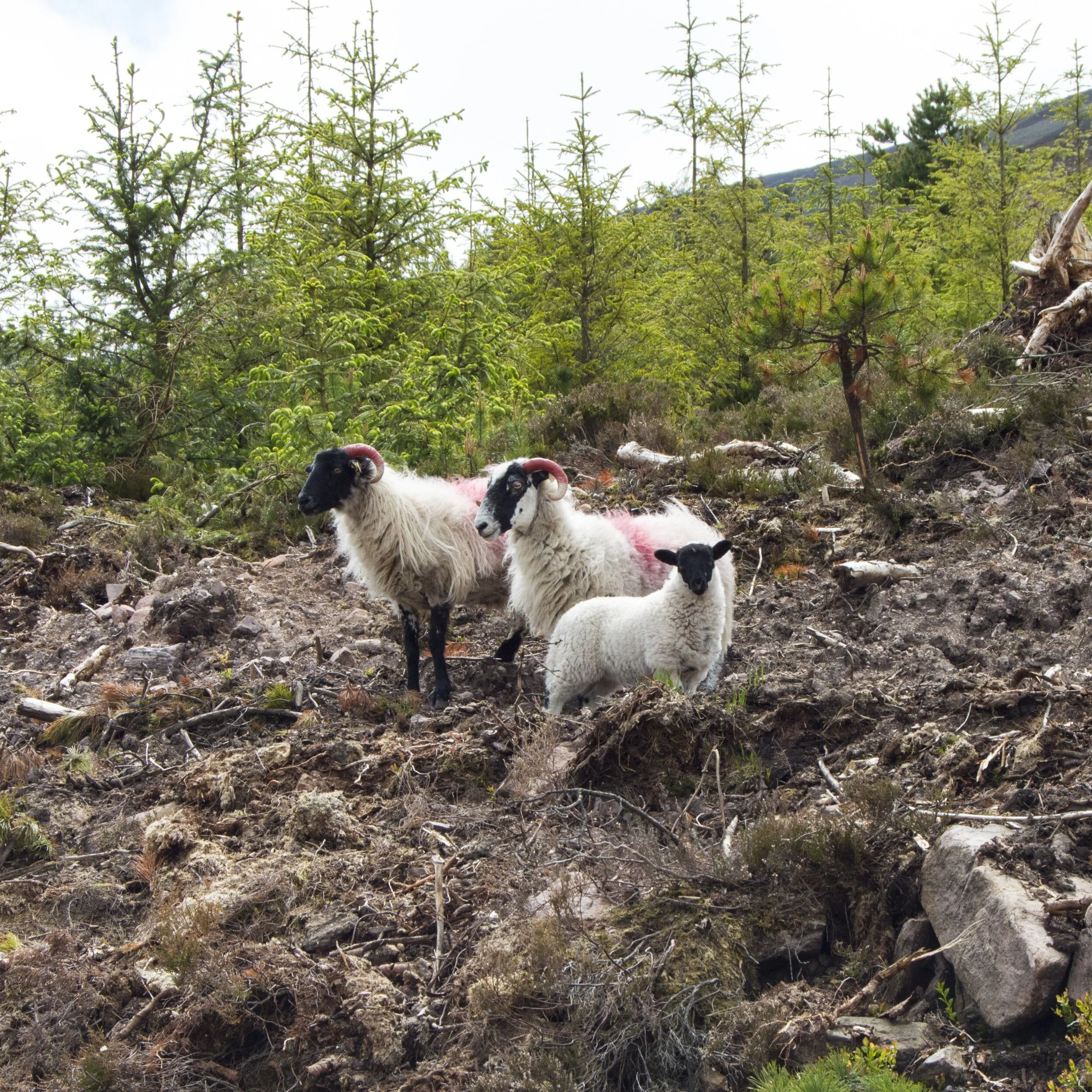 processed_Sheep Family.jpg