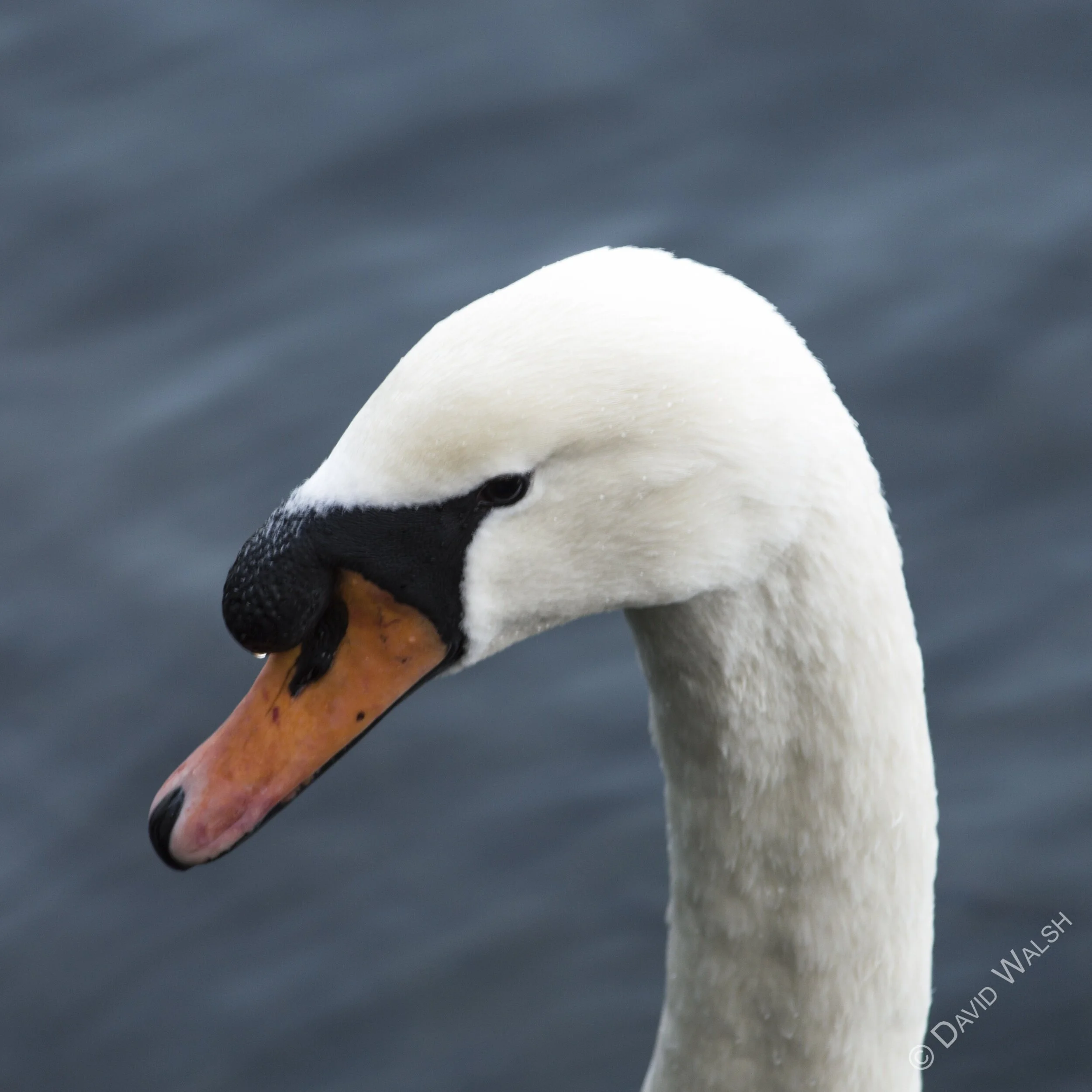 processed_Swan WM Insta.jpg