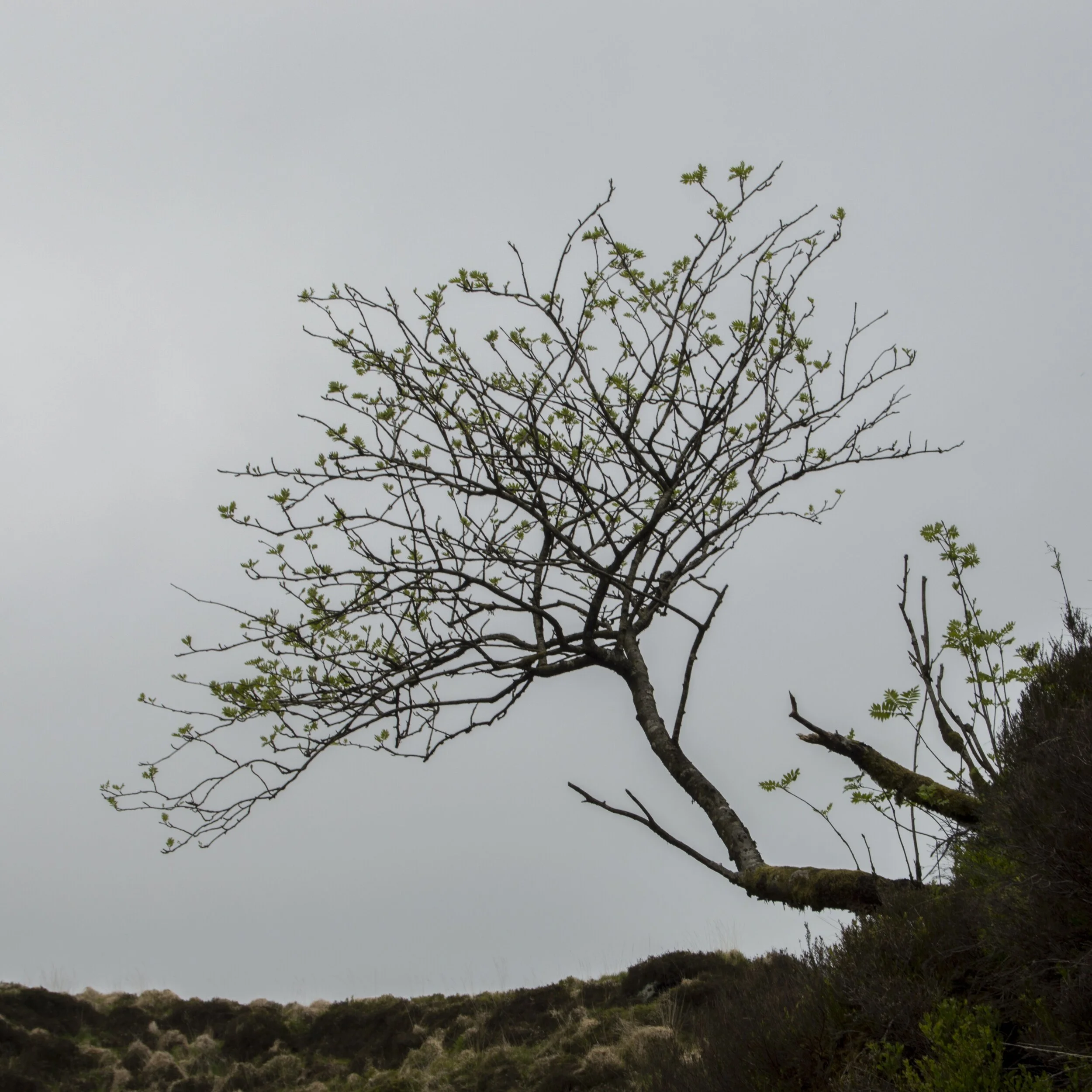 processed_Lonely Tree.jpg