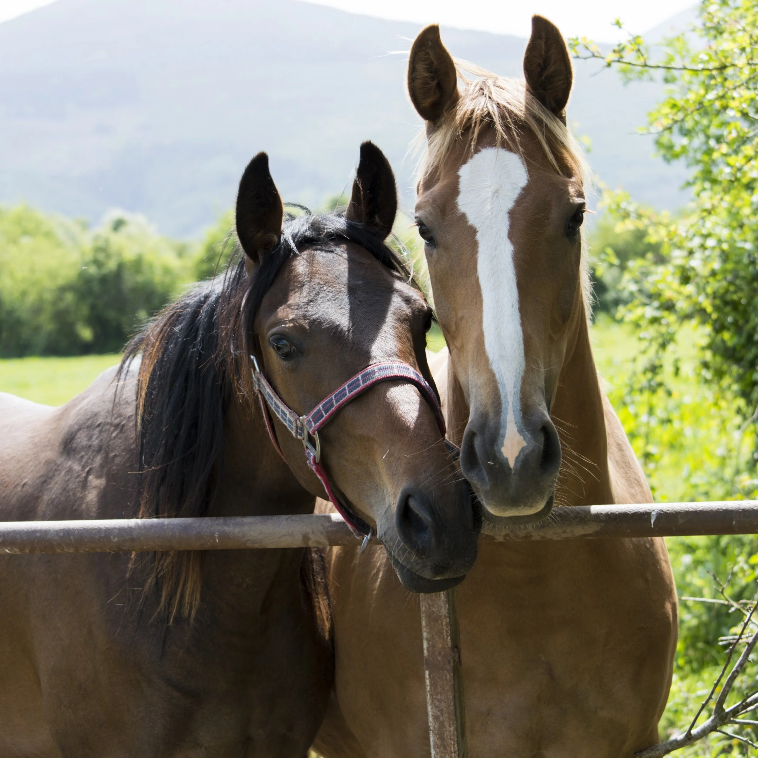 processed_Horse Pose.jpg