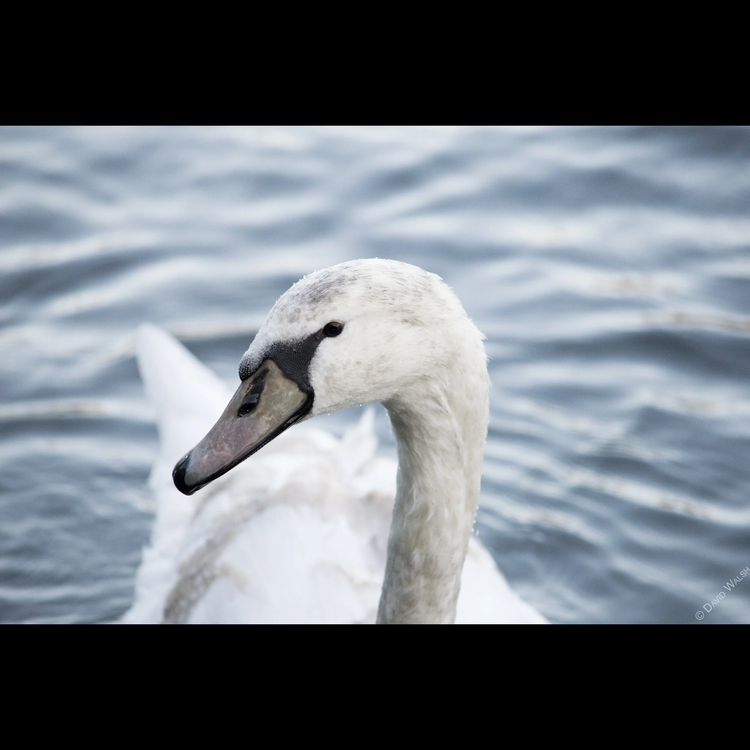 processed_Young Swan WM Insta.jpg