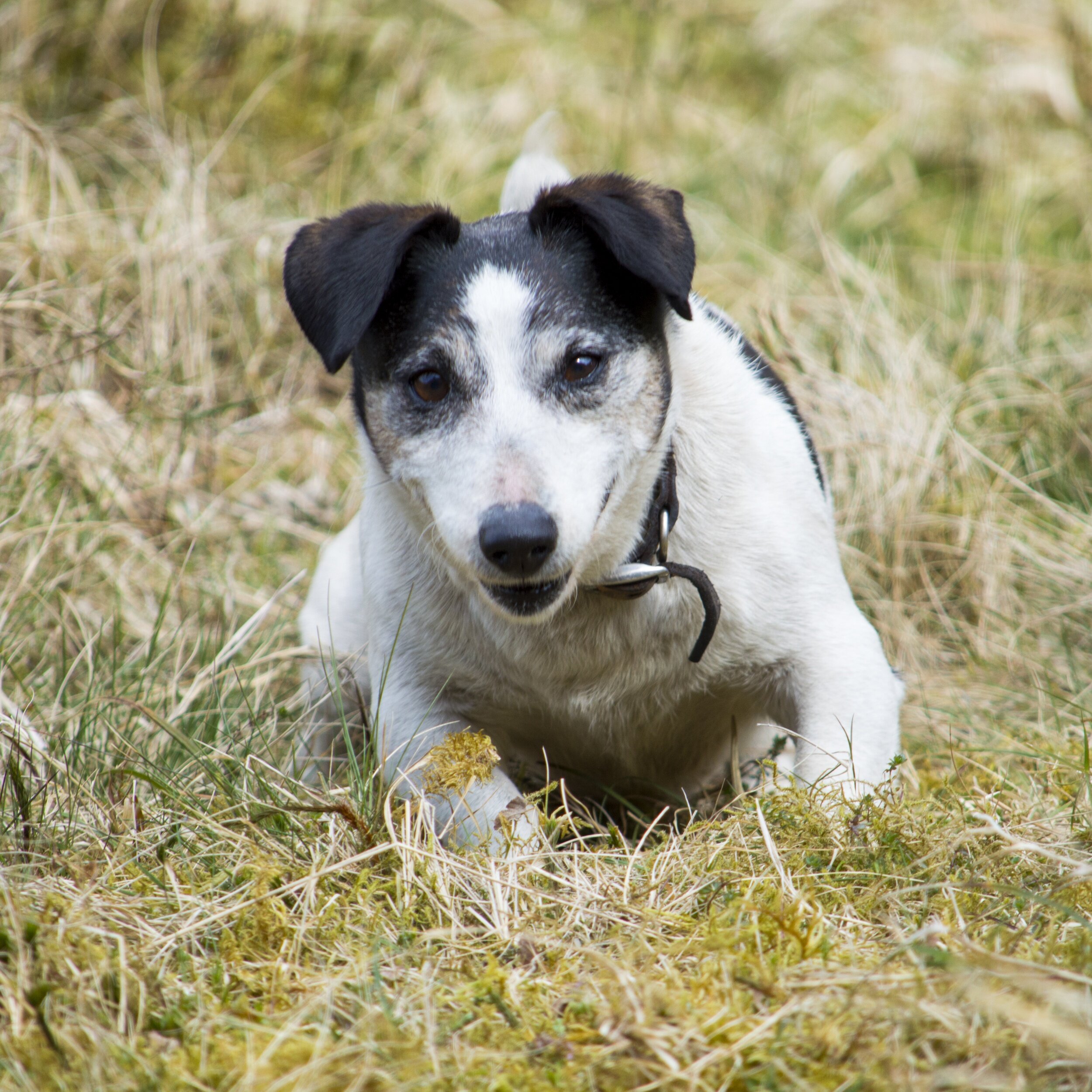 processed_Jack Entheusiasm.jpg