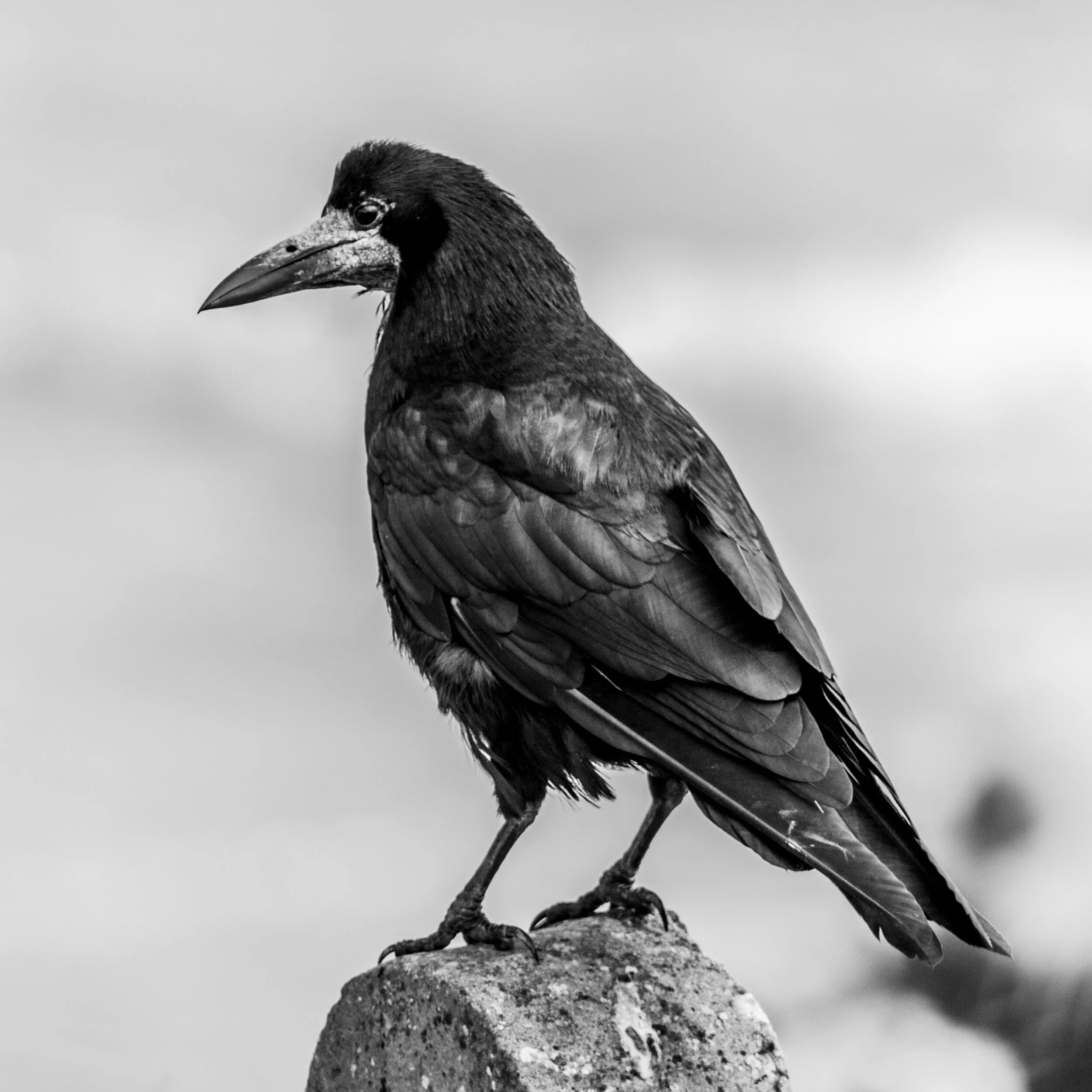 processed_Crow B+W.jpg