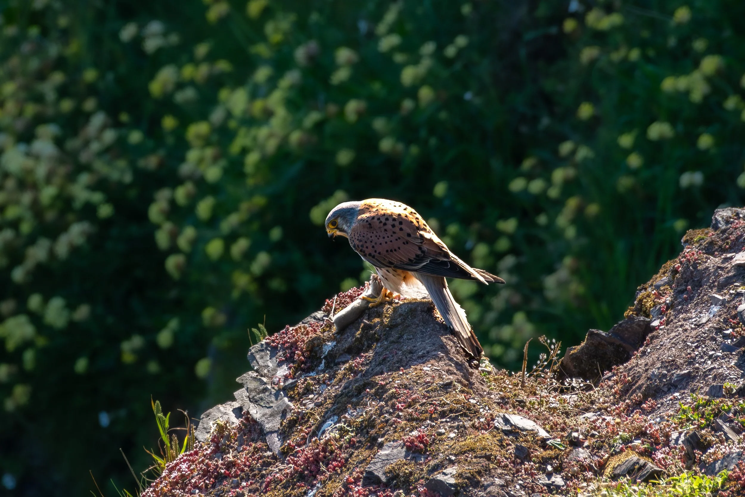 Kestrel-1.jpg
