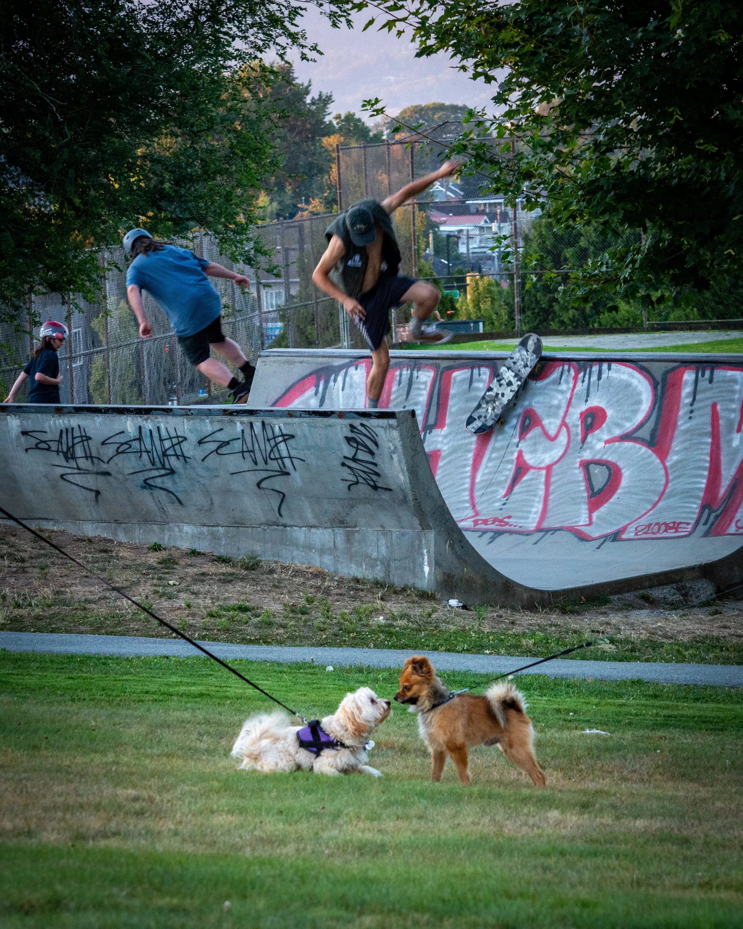 Skate Dogs HQ.jpg
