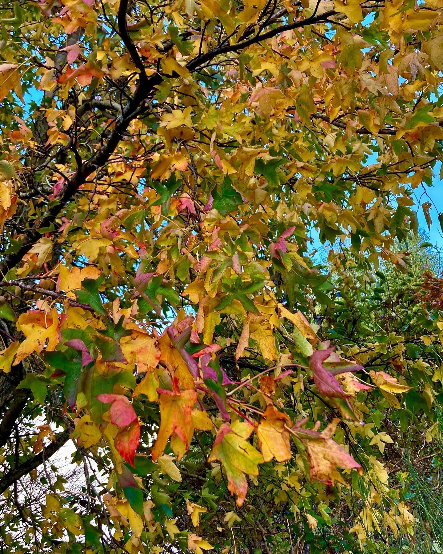 Autumn Colours - Part 2.

Another week of beautiful autumn colours in Loweswater. 

Sunshine and mild temperatures forecast for Friday and Saturday with December just around the corner. We will be turning our minds to the Christmas Card and decoratin