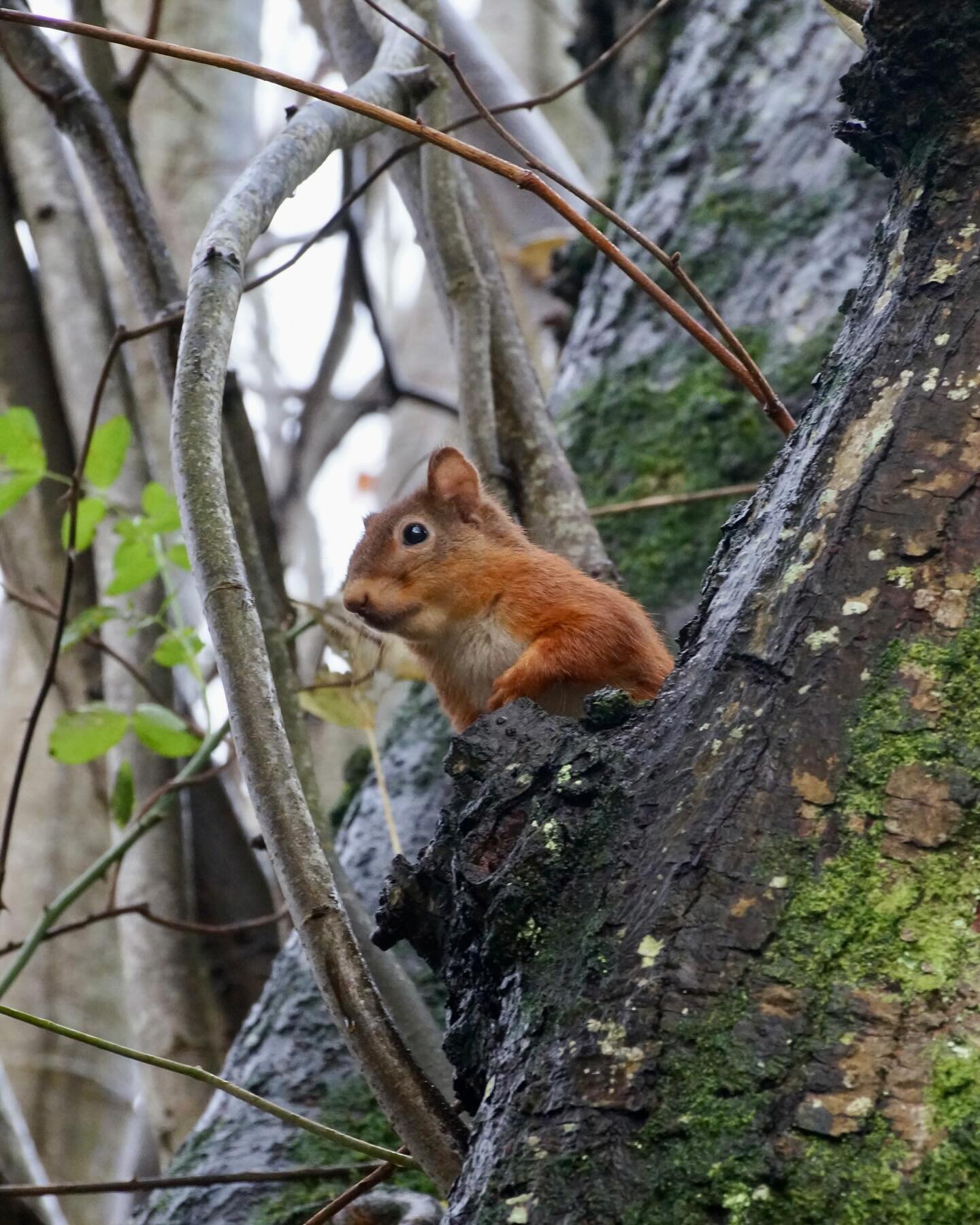 🐿 Red Squirrels at Scale Hill 🐿

We are in that lovely part of the holidays between Christmas and New Year and there&rsquo;s not much to do. If you are one of the lucky ones and not back at work yet, why not get out into nature and enjoy the sounds