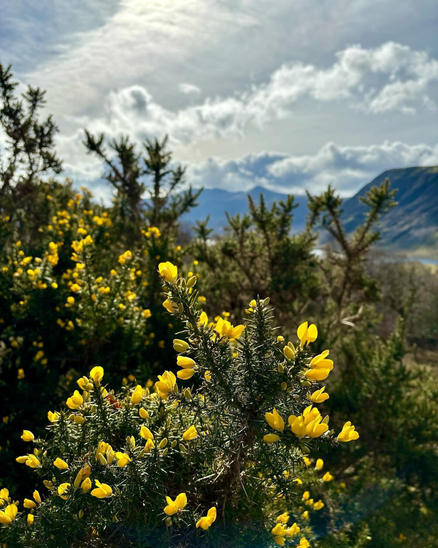 💛GLORIOUS GORSE💛
A beautiful sunny Saturday was had, made all the more yellow with Crummock Water Gorse flowering and spreading its utterly butterly joy! 

💛Gorse is an extraordinary plant, flowering a little in late autumn and through the winter 