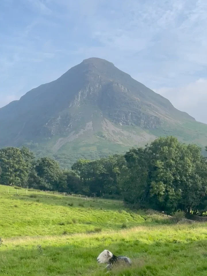 Hazy summer days, haytime, herdwicks and lush blackberries ripening for early September 

#scalehill #loweswater #blackberries #herdwick #backbritishfarming