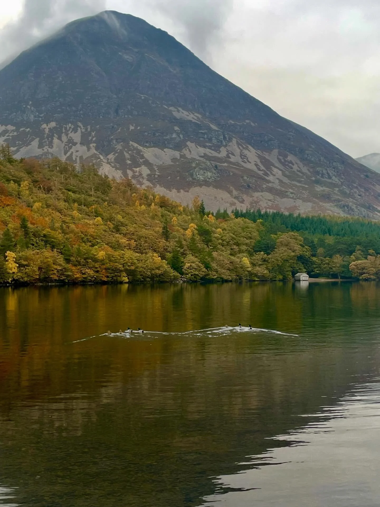 Crummock water in her beauty and flora and fauna. Lots of fungi and mushrooms 🍄&zwj;🟫 
Lots of interconnected systems all living amongst the moss covered, lichen laced tree branches that adorn the woodland floor. 
Some trees live in the water, some