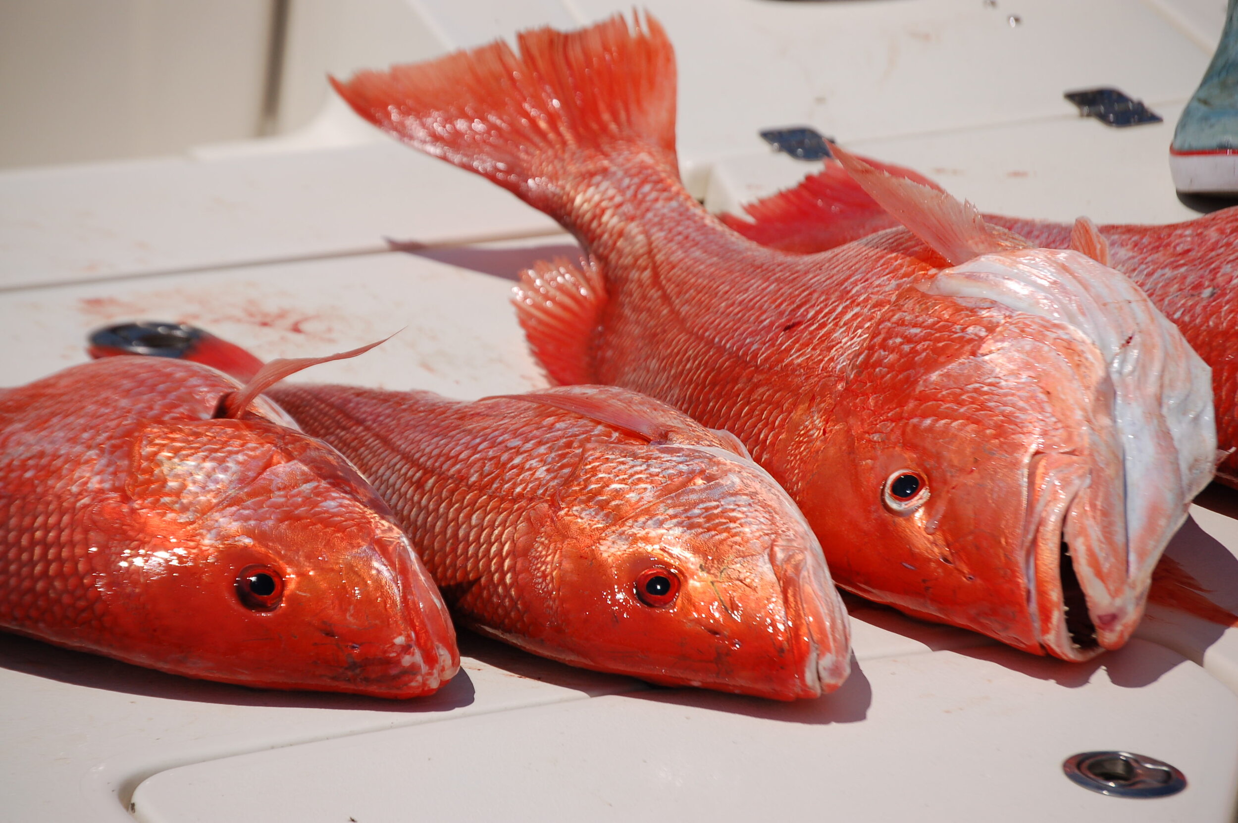 Red Snappers: How To Wrangle These Beasts - Gulf Breeze Fishing