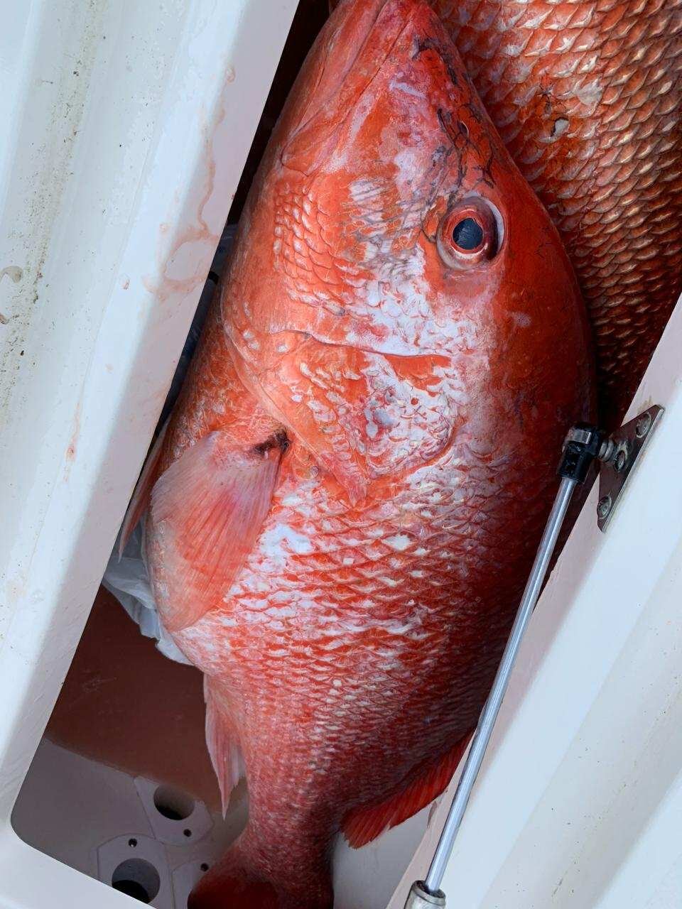 Red Snapper fishing in Alabama