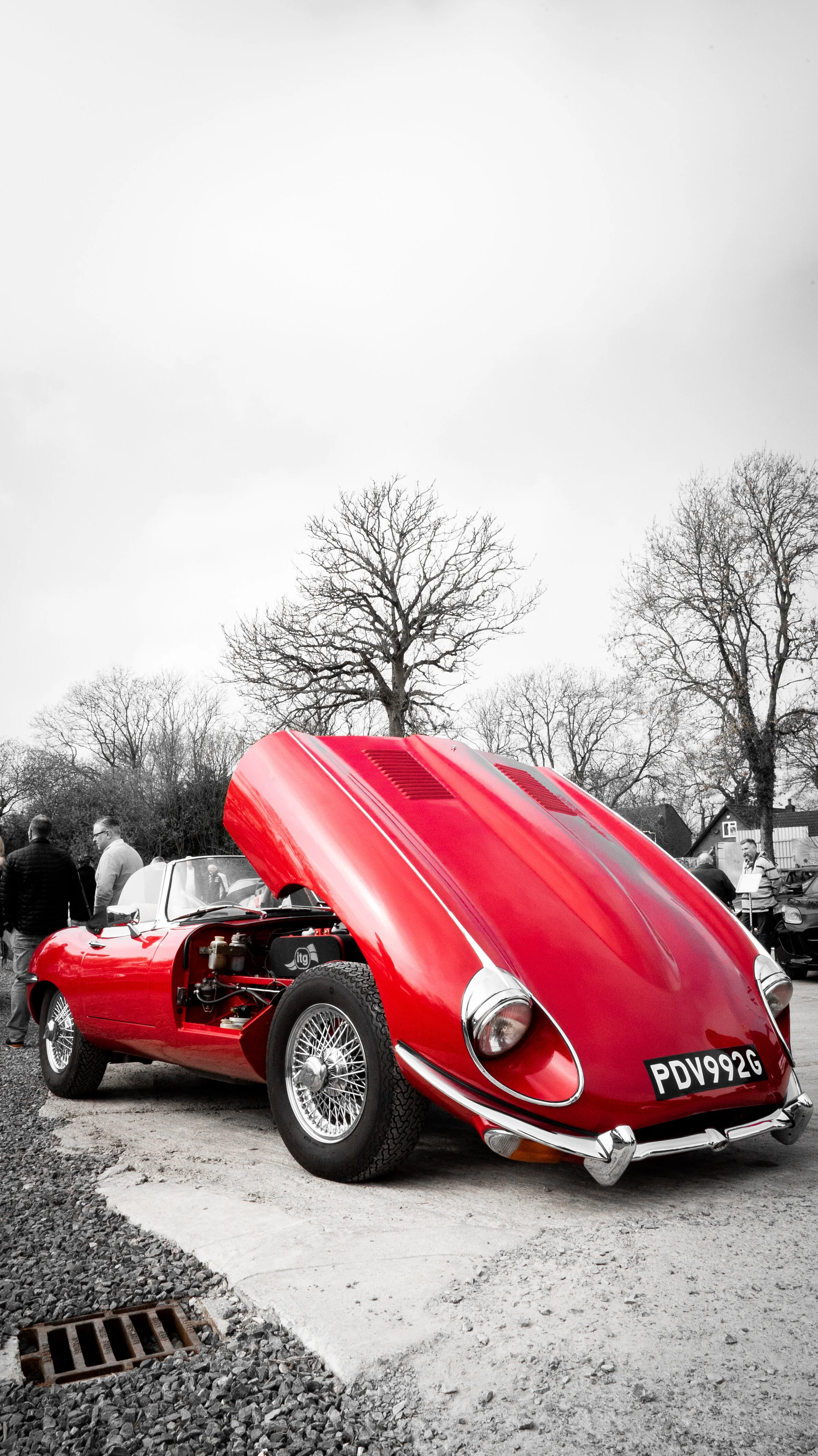 Swallows Jaguar TEST-1.jpg