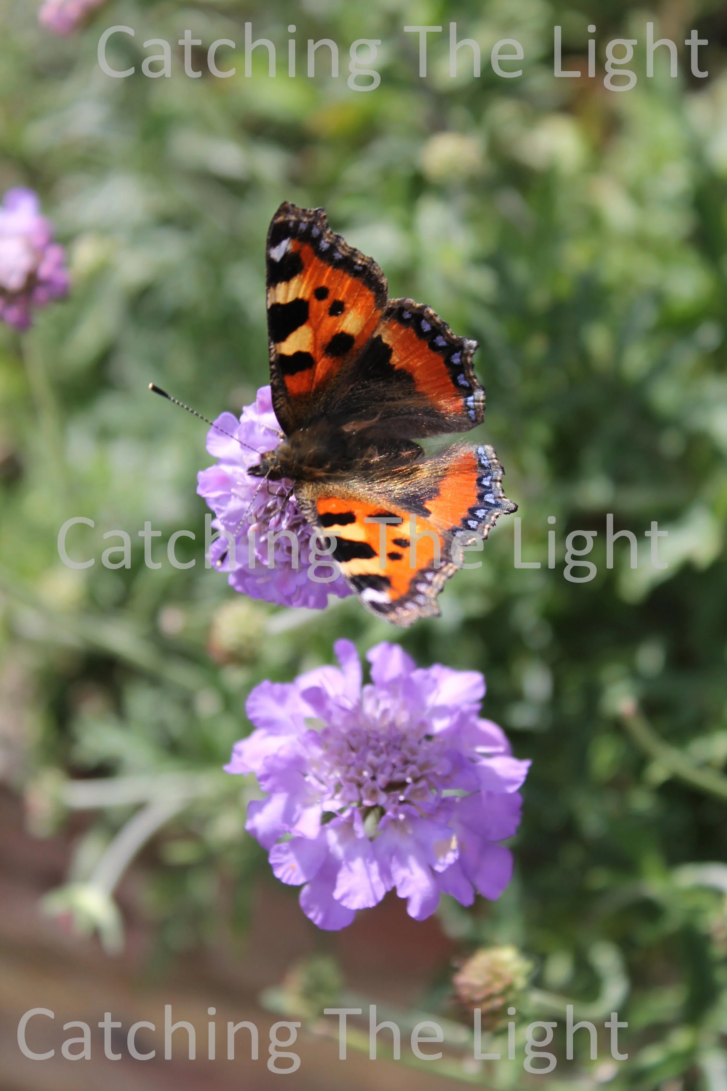 Butterflies 7