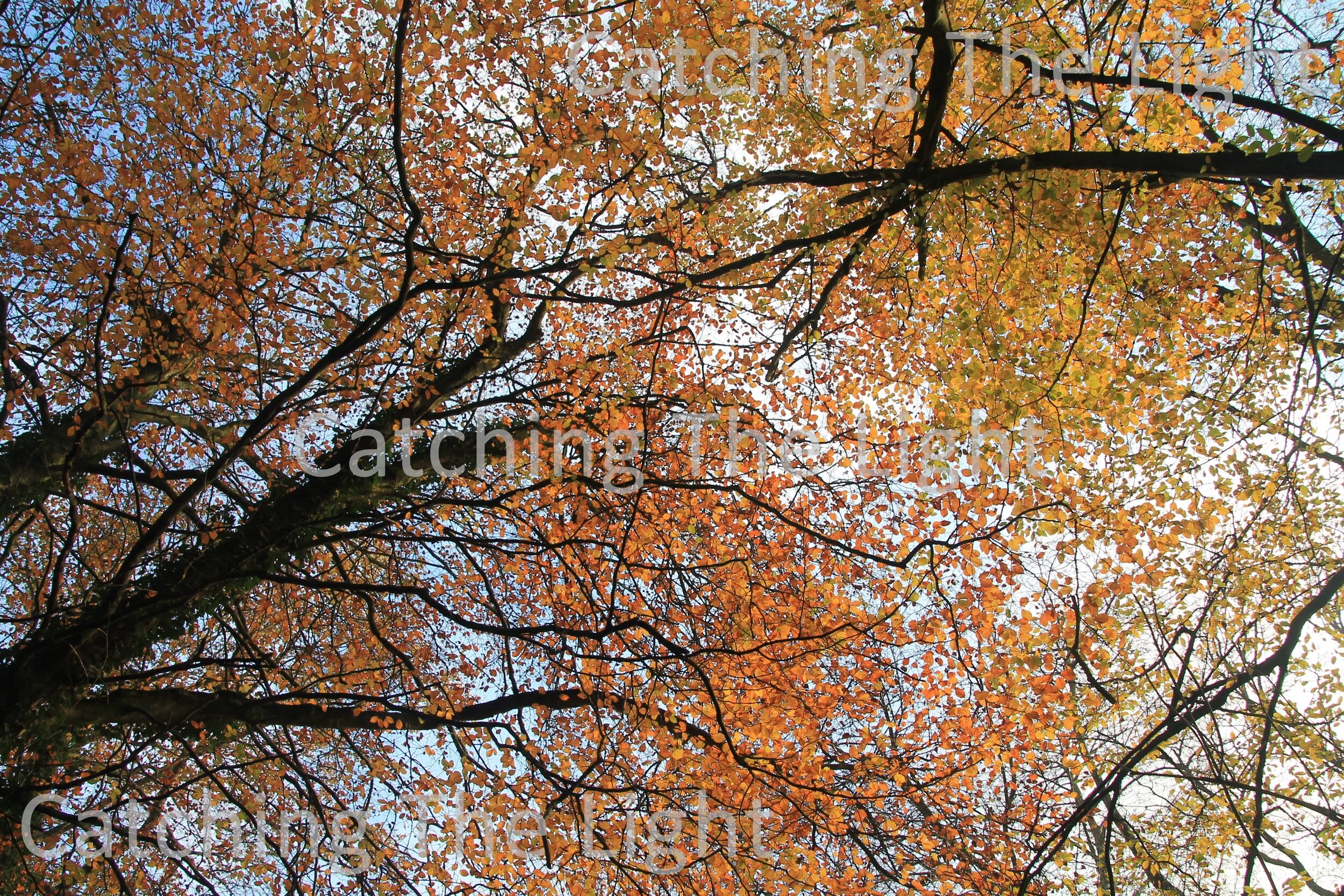 Autumn 20