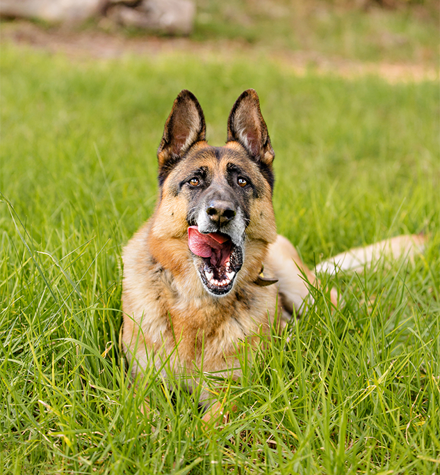 Home-dog.png