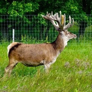 Breeding stags in full glory