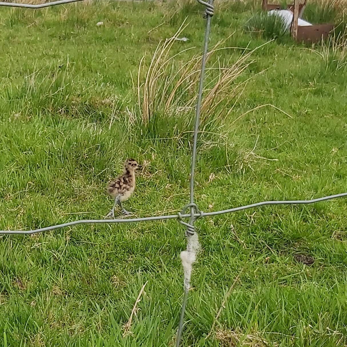 Nice to see Curlews successfully breeding on Glenrinnes. #farmingwithnature #glenrinnes