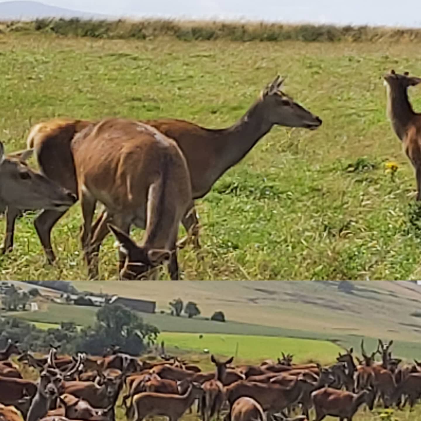 Feeding time in sunny Glenrinnes. #Glenrinnes #reddeer