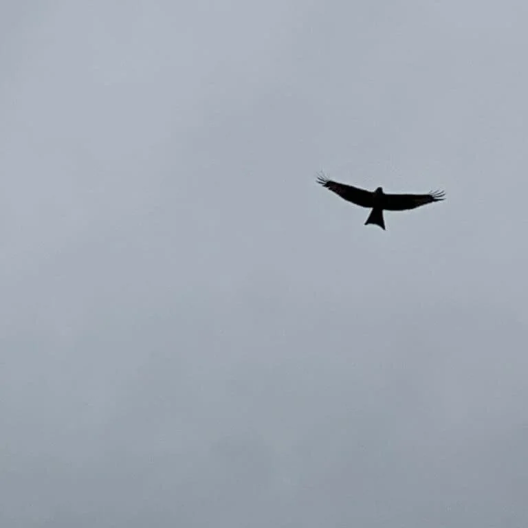 Visit from a Red Kite this afternoon on Glenrinnes