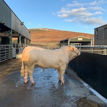 New Commercial stock bulls arrived home last week. BALTHAYOCK PANACHIE and FODDERLETTR PEREZ