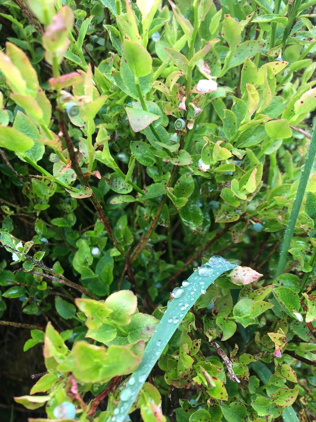 Where the Wild Berries Grow