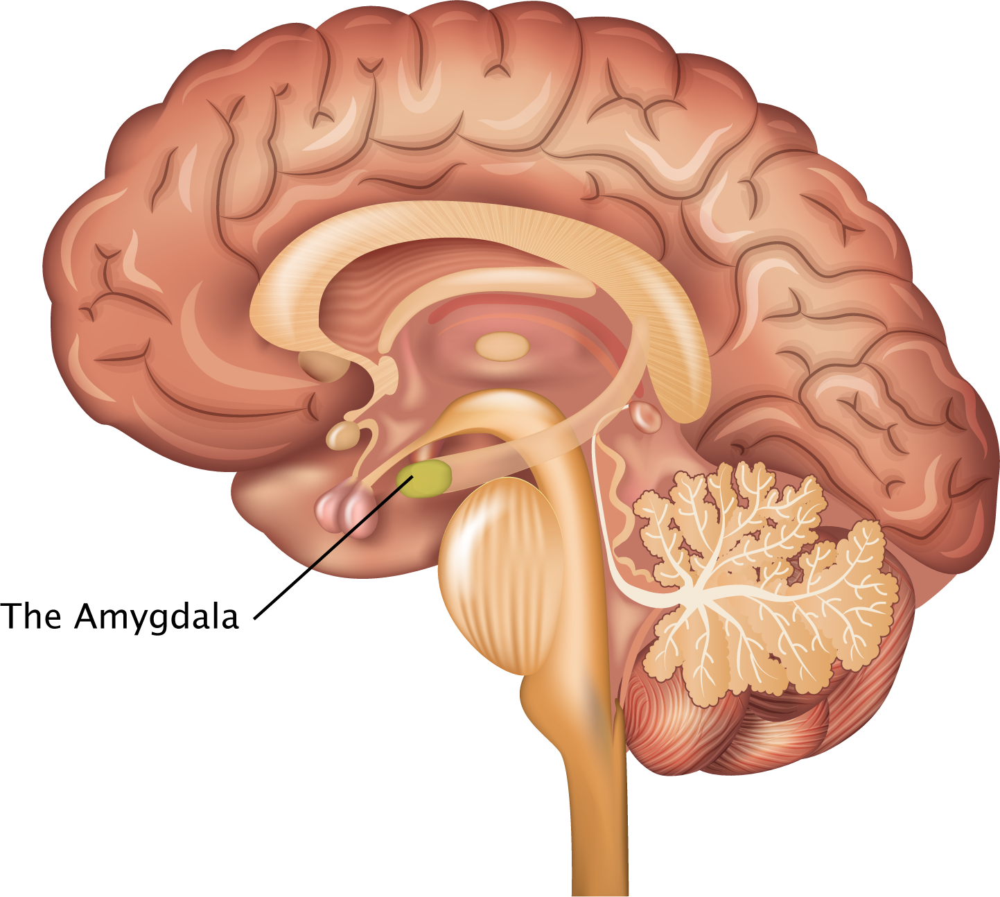 The-Amygdala.png