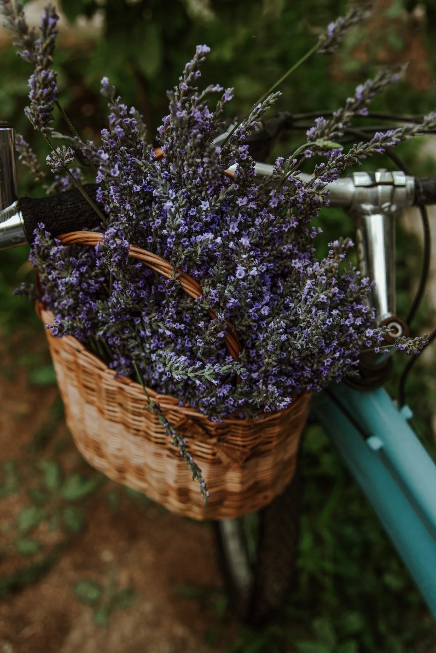 Lady Lavender (and all the surprising ways you can use her)
